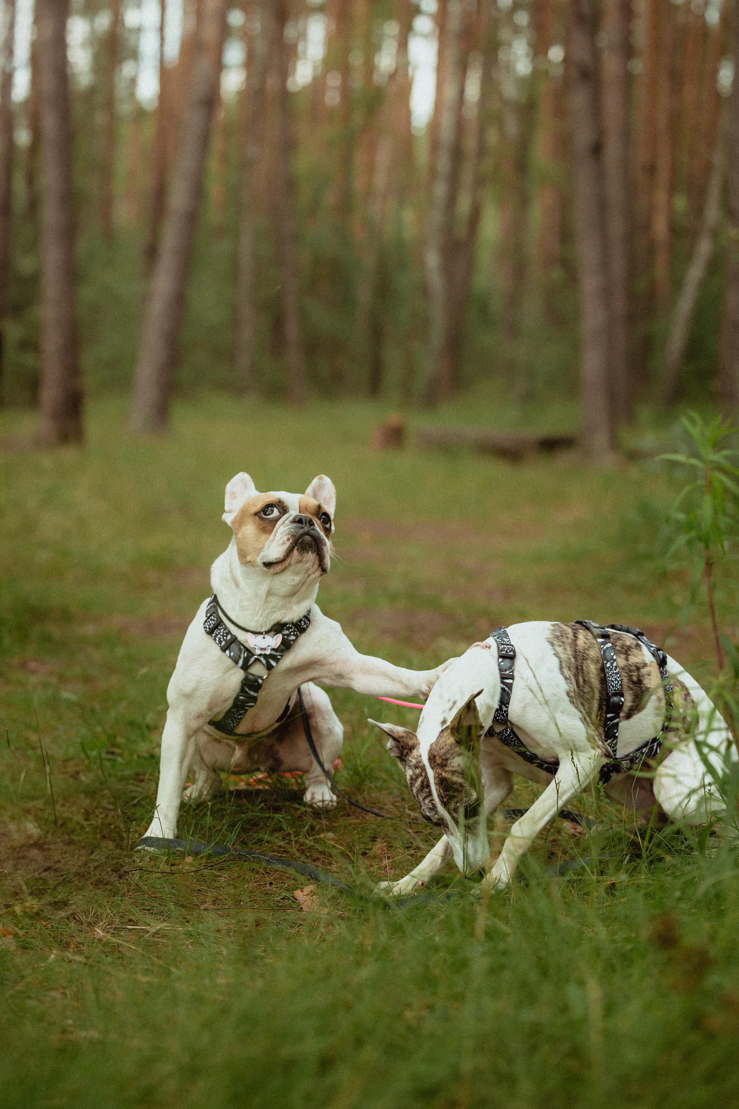 Выездной дог-тренинг от школы «Шерсть имею»