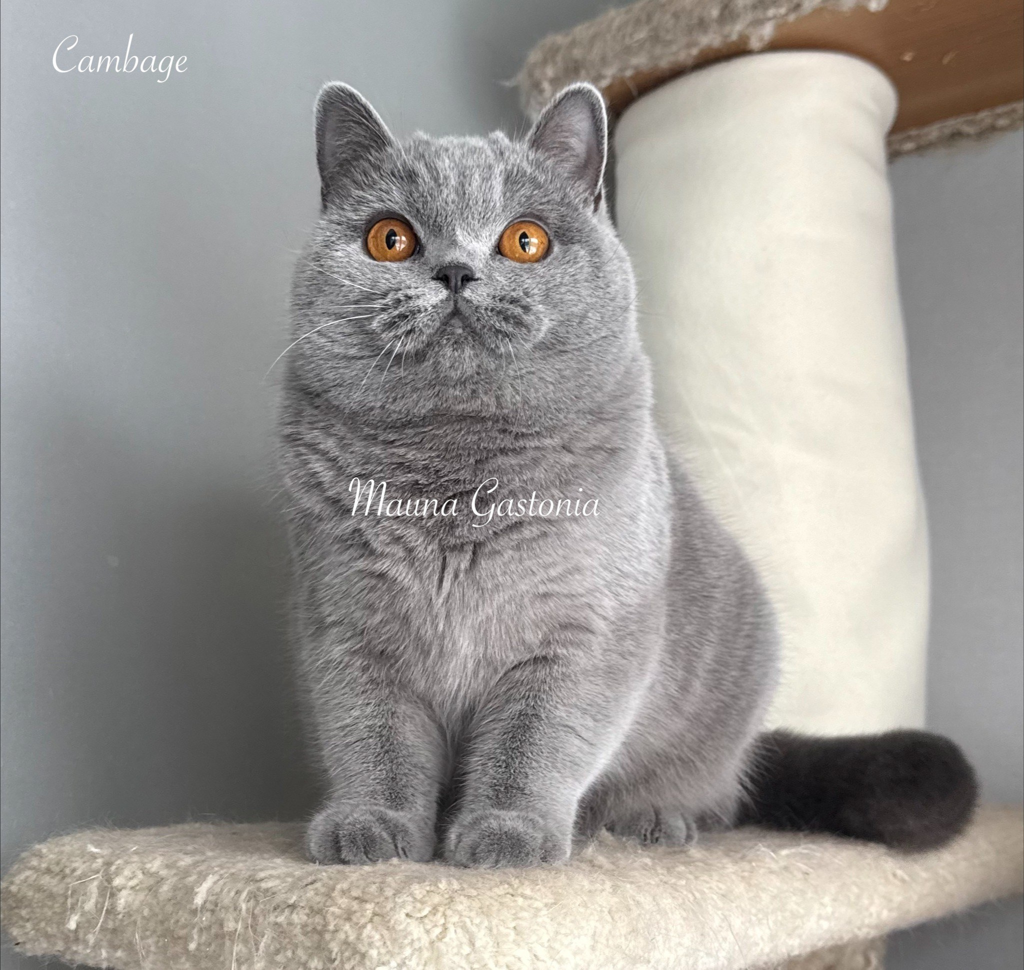 Cambage. Mauna Gastonia