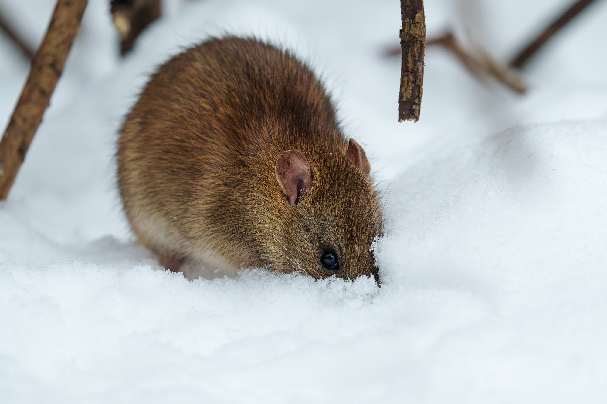 Животные. Ваш личный фотограф Марина Волкова