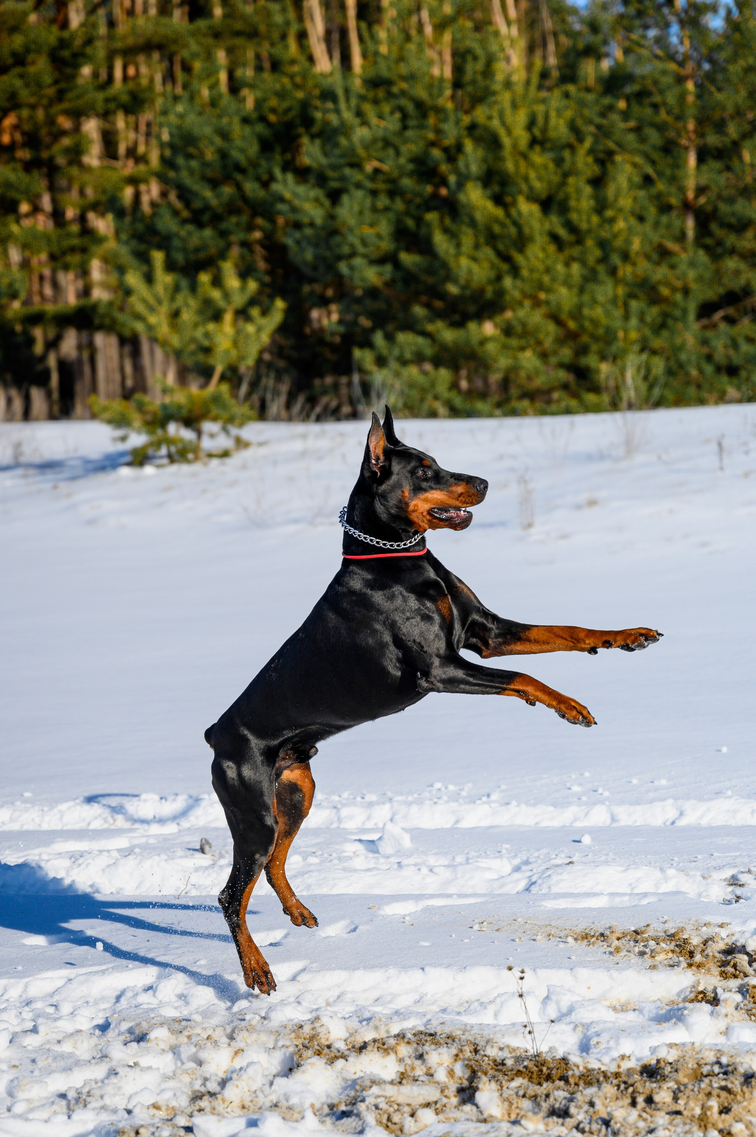 Доберман Рэн. Bazarkom-photo.ru Фотограф Виктор Оськин в Старом Осколе