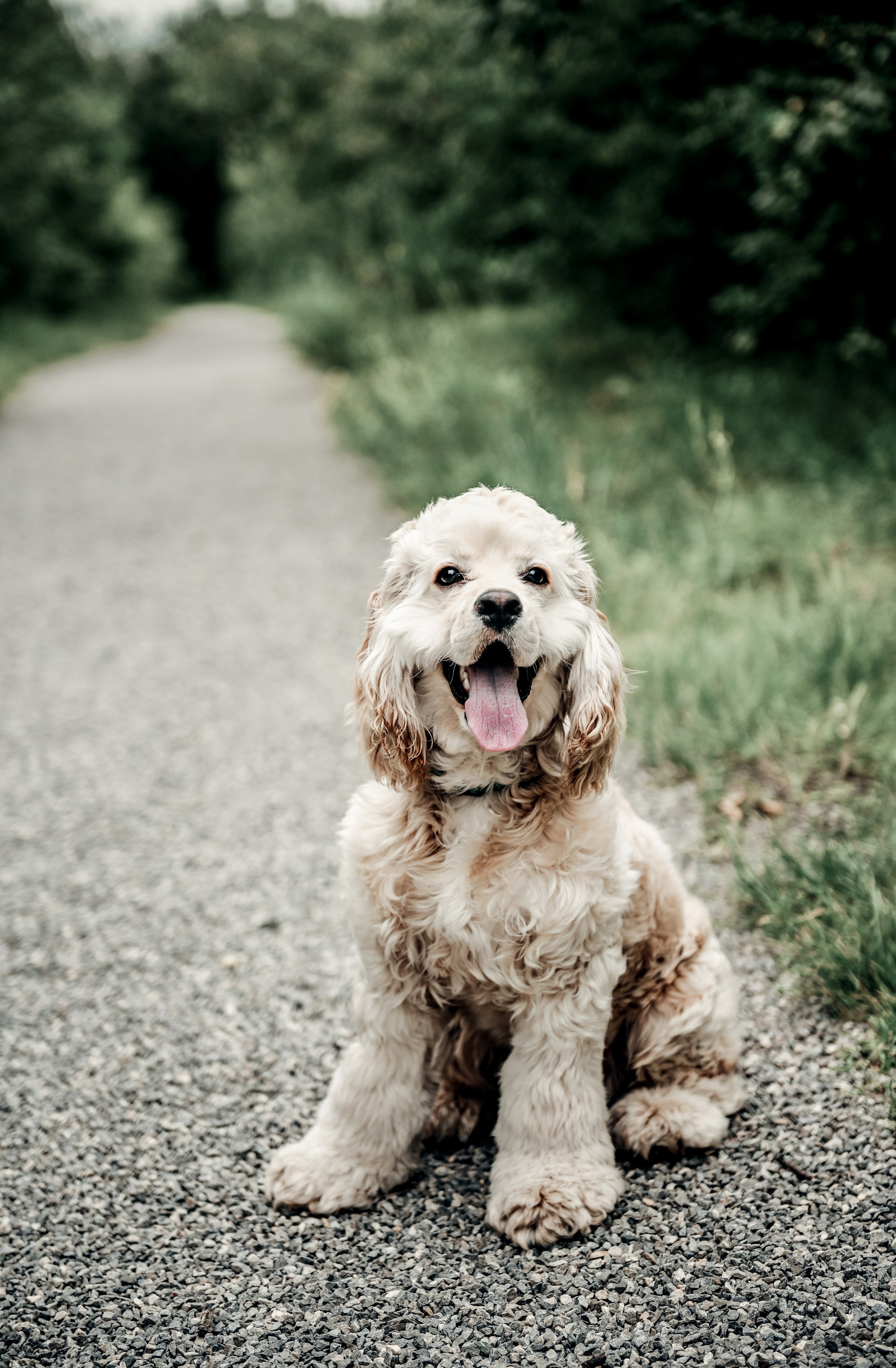 Love story прогулка вместе с песиком))). Свадебный, семейный, детский, контент фотограф в Омске Максим Ильин