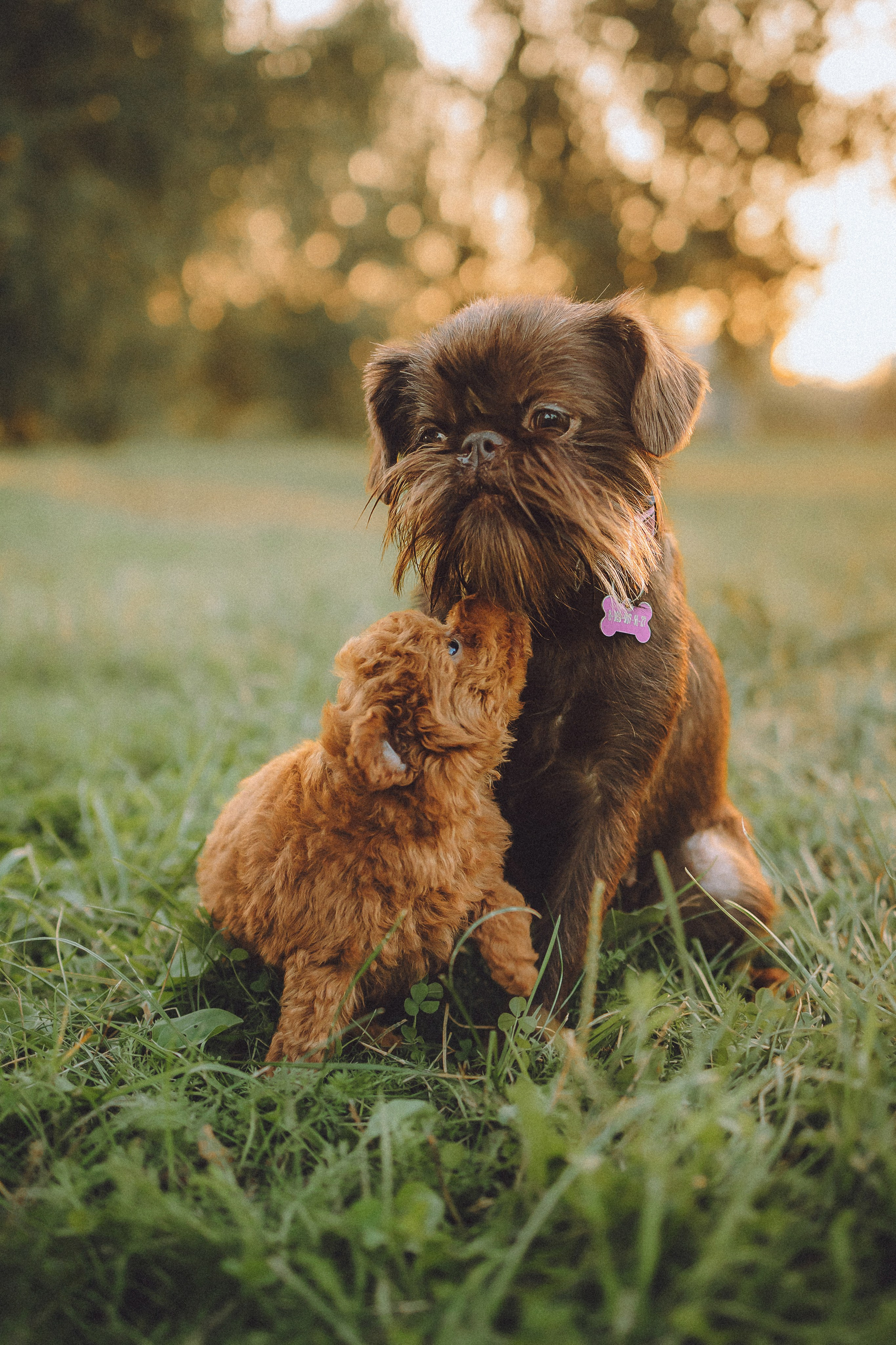 Гречка, Кари и щенки