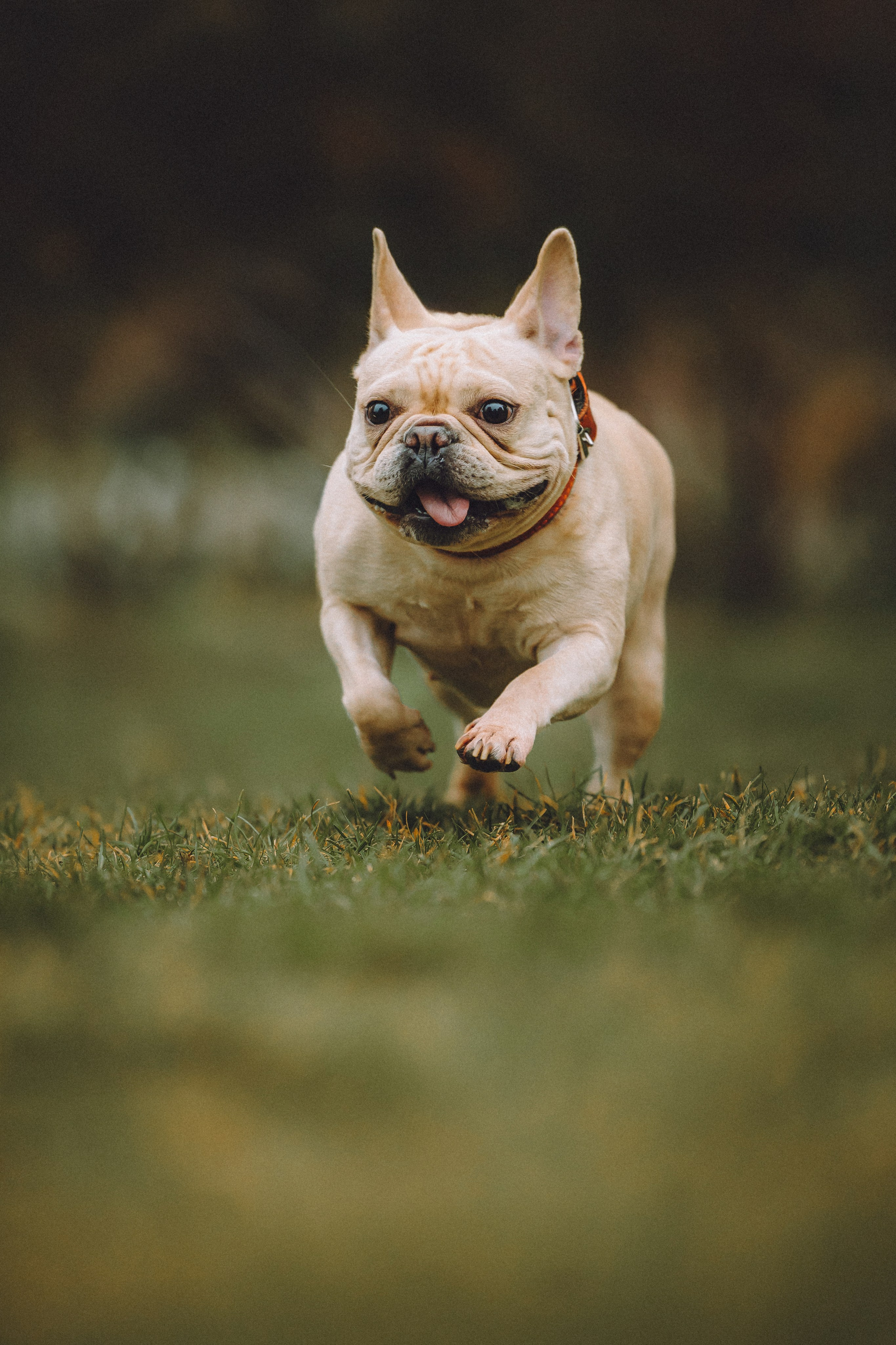 Антонина и Амиша