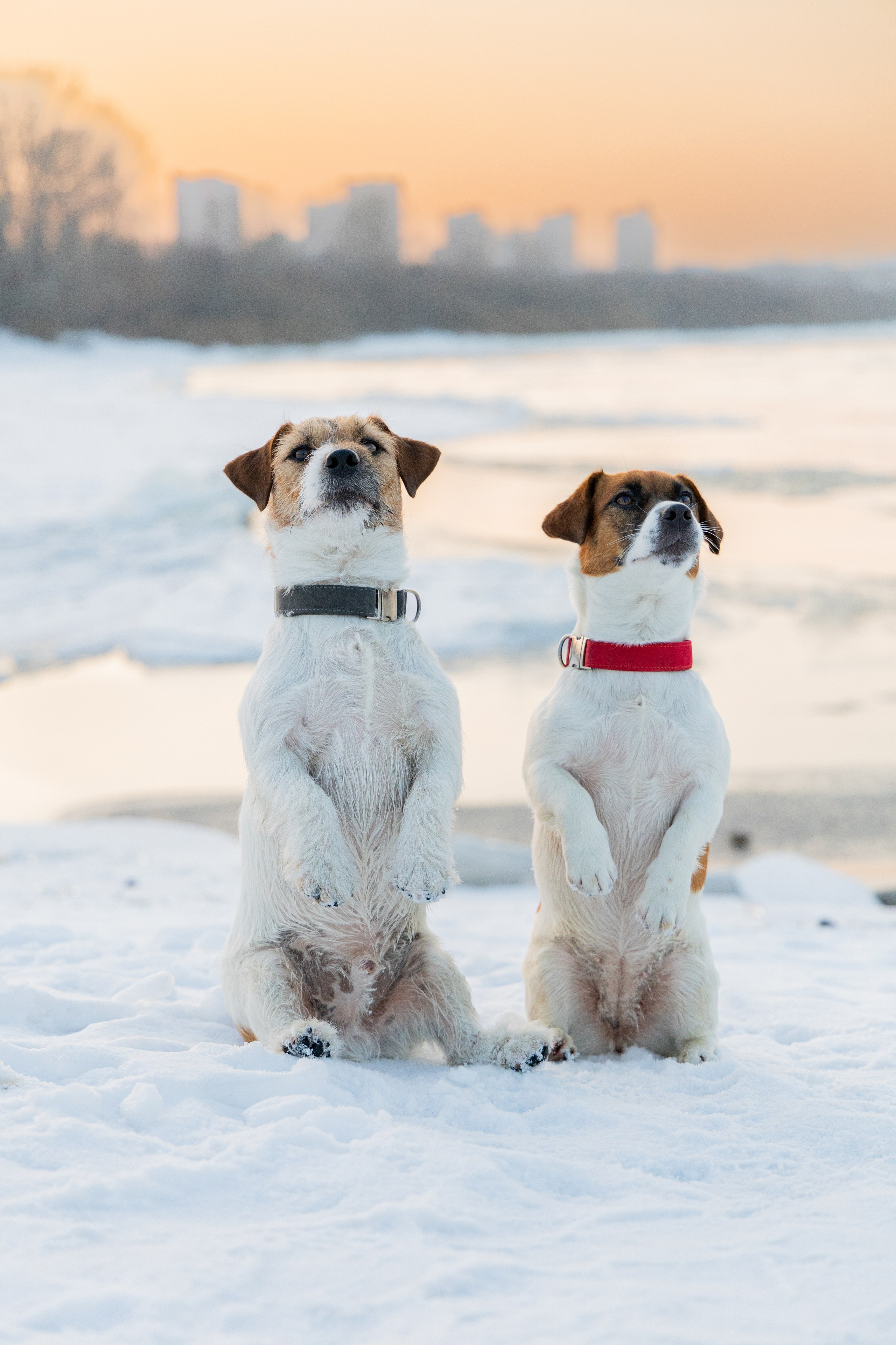 Фотосъёмка животных. Профессиональная коммерческая, промышленная и репортажная фотосъёмка для бизнеса