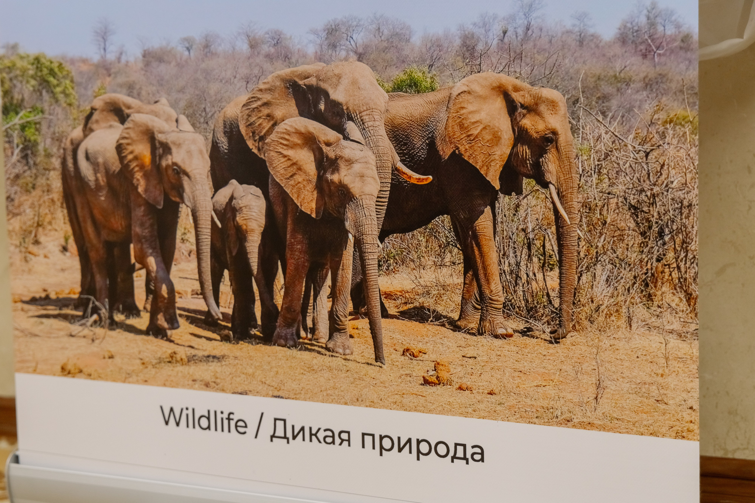 Фотосъемка делегации Посольства Зимбабве в Минске. Свадебный фотограф в Минске/Беларуси Сергей Спиридонов