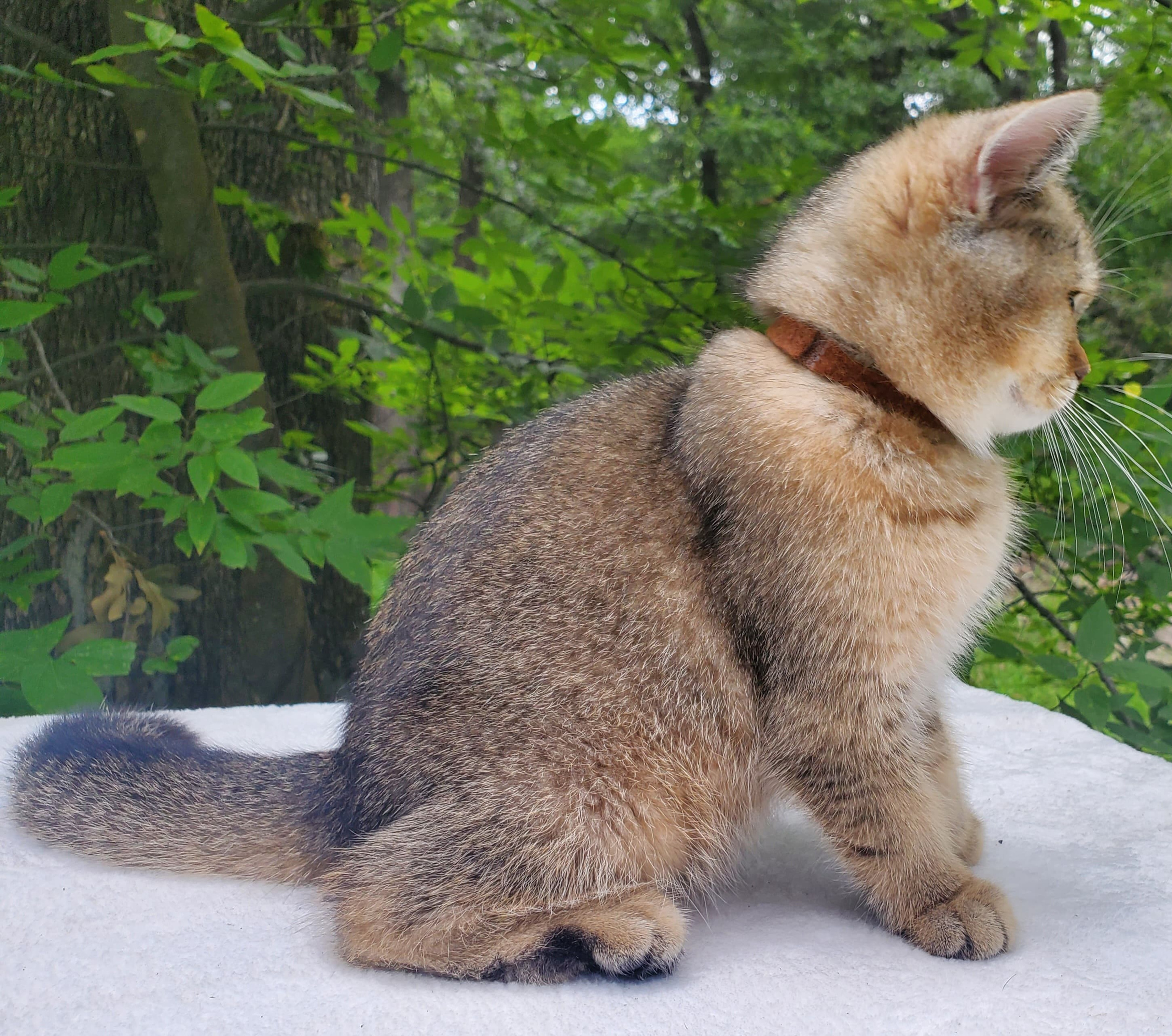 Moli, male, DB-04.07.25, sold. British shorhair Cats