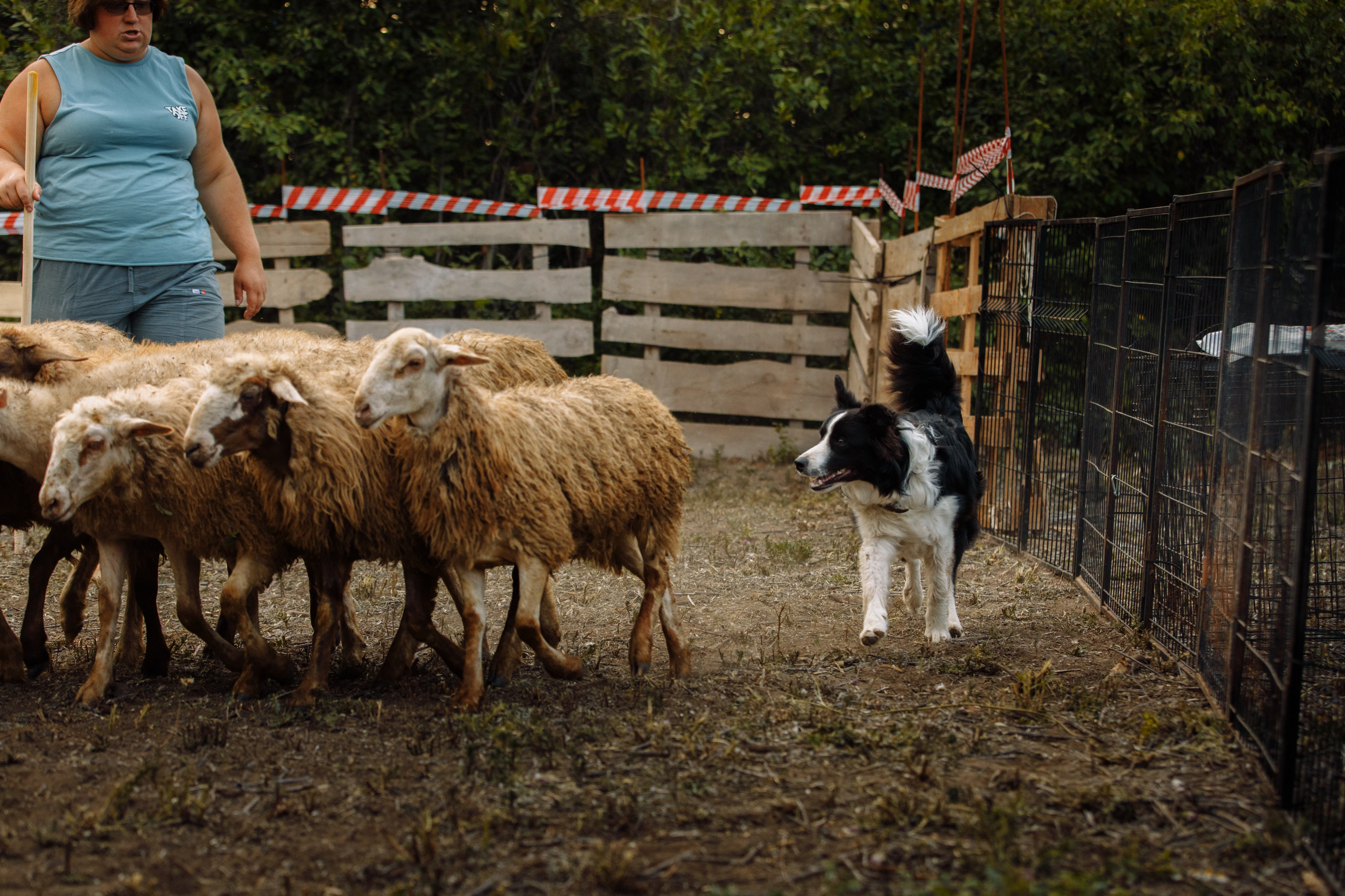 Овечий день. О нас