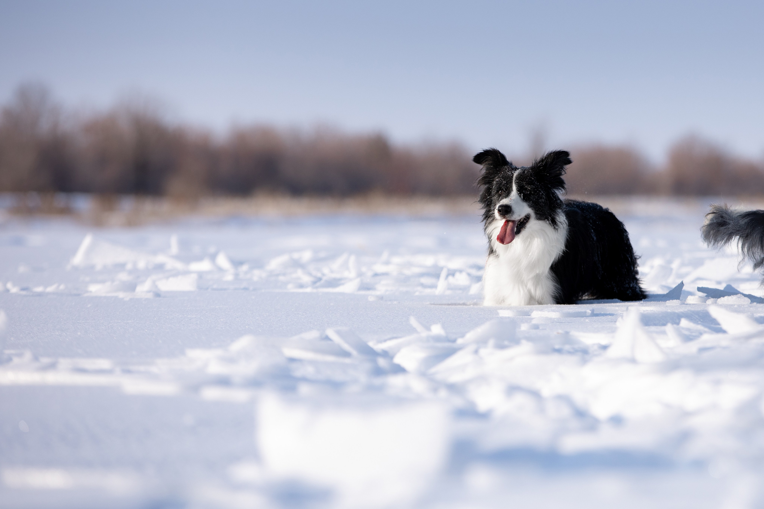 Мороз и солнце. О нас