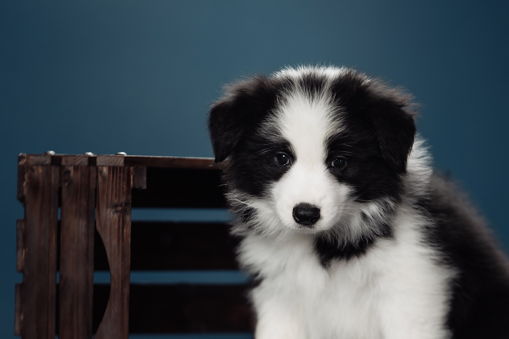 Синева. О нас