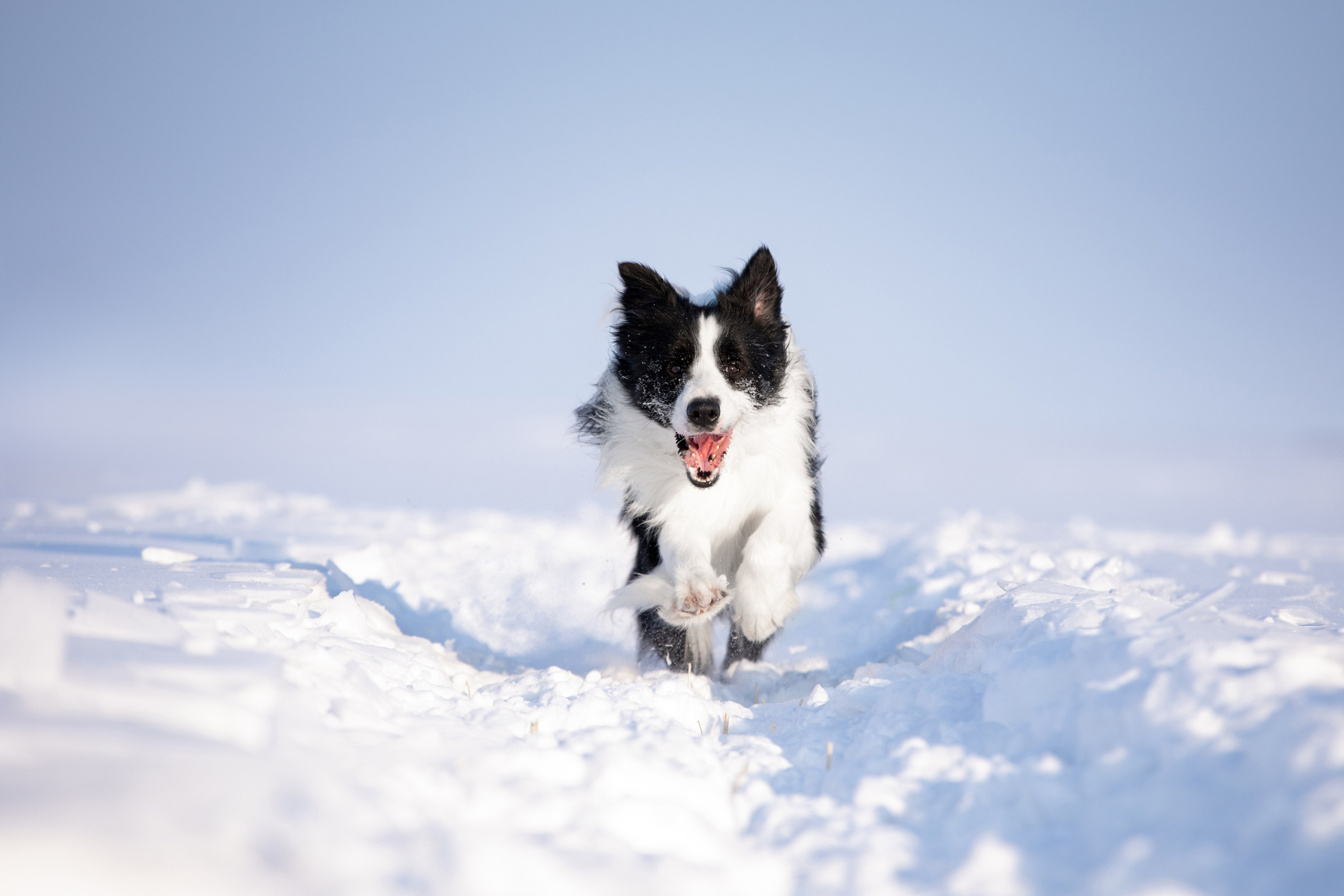 Мороз и солнце. О нас