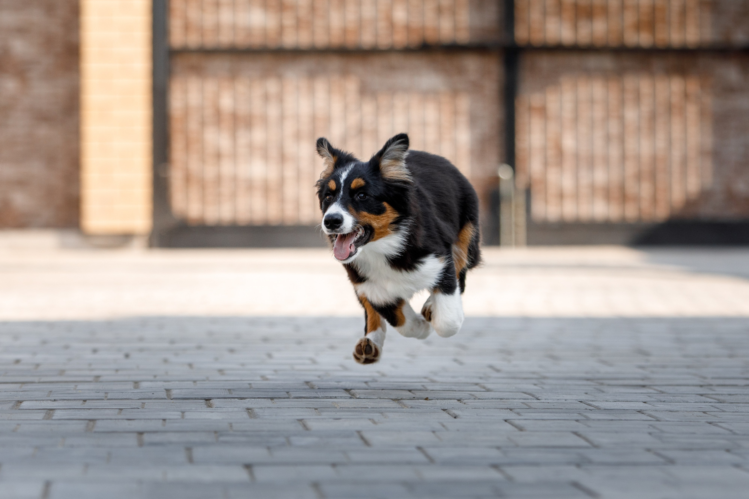 Смешарики. О нас