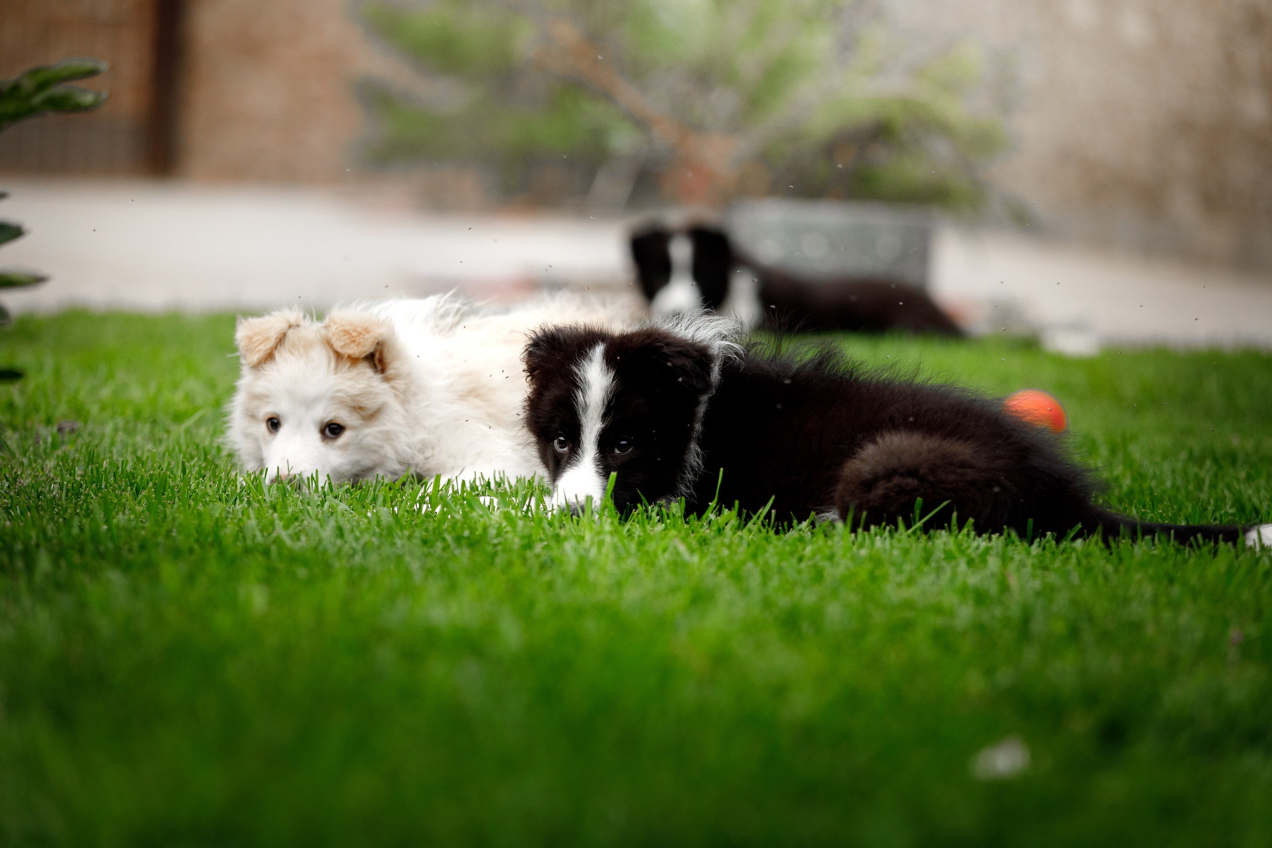 Болтовня в саду. О нас