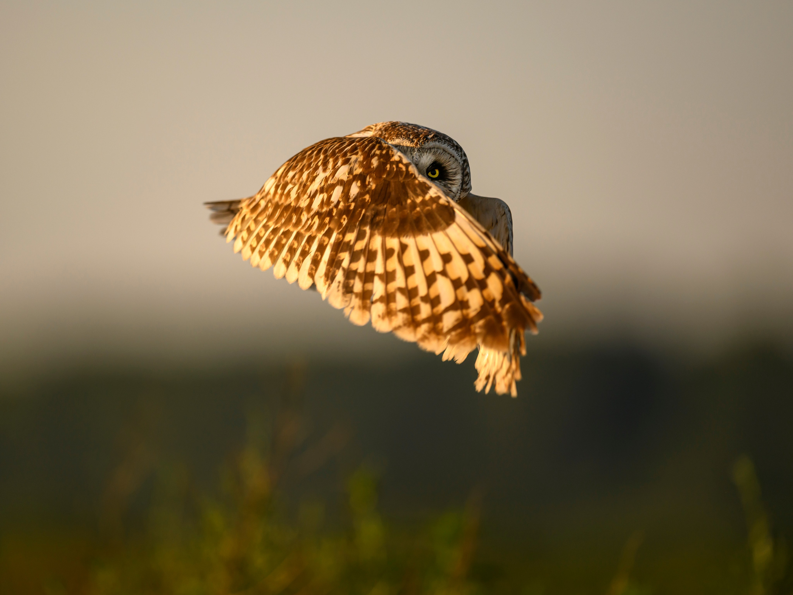 Short eared owl. Wildlife photography by Sergey Puponin