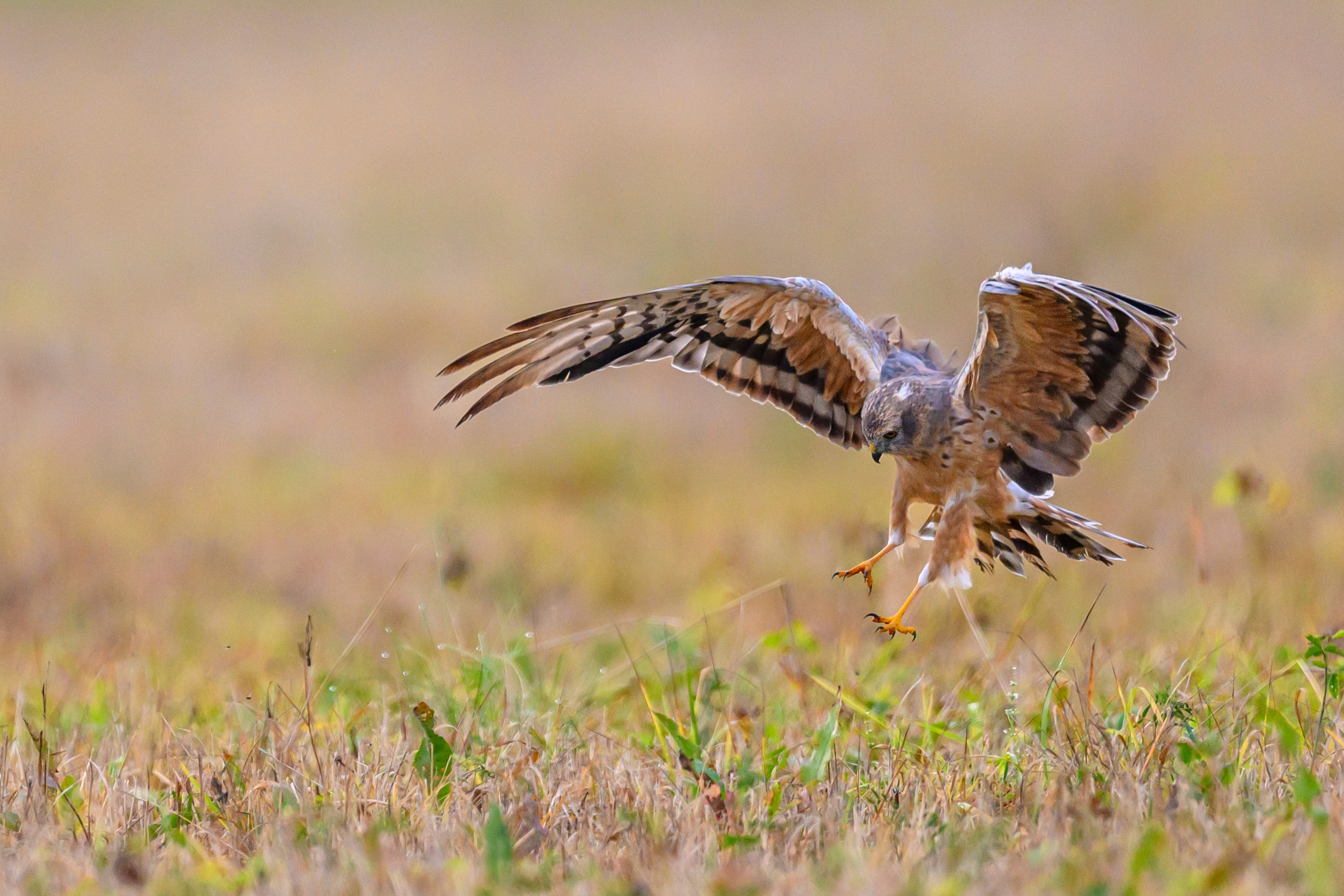 Луни. Wildlife photography by Sergey Puponin