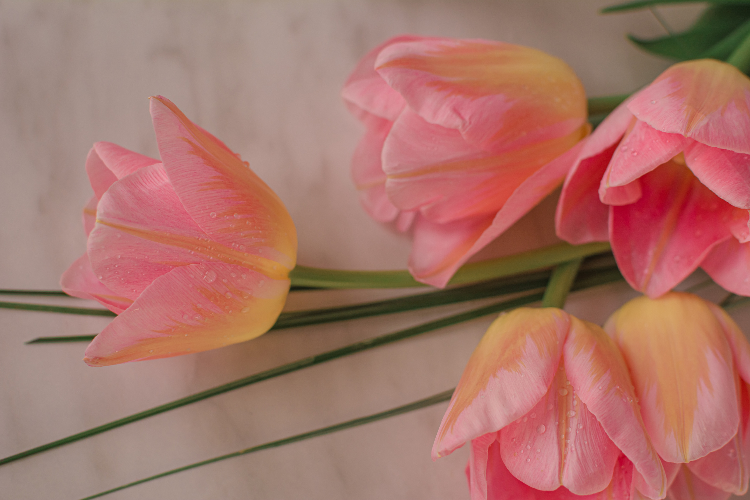 Атмосфера. Предметный и контентный фотограф в Москве и Зеленограде Анастасиевская