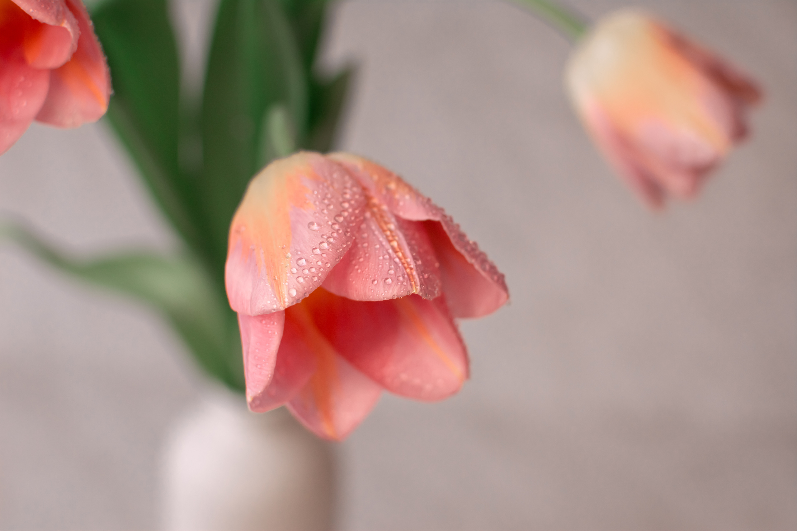 Атмосфера. Предметный и контентный фотограф в Москве и Зеленограде Анастасиевская