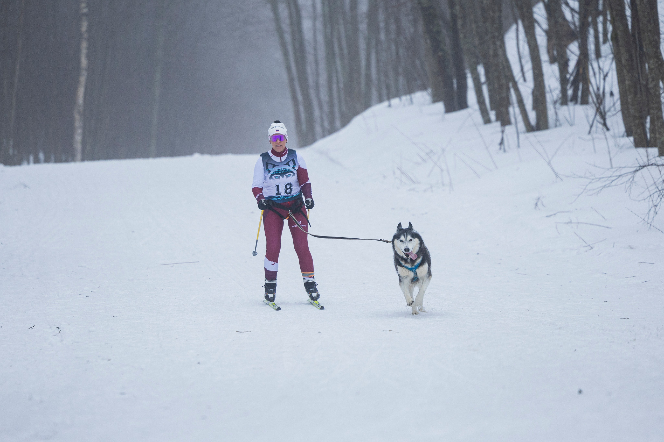 Зимний Чемпионат Санкт-Петербурга по ездовому спорту. Фотограф-анималист Анна Маринич