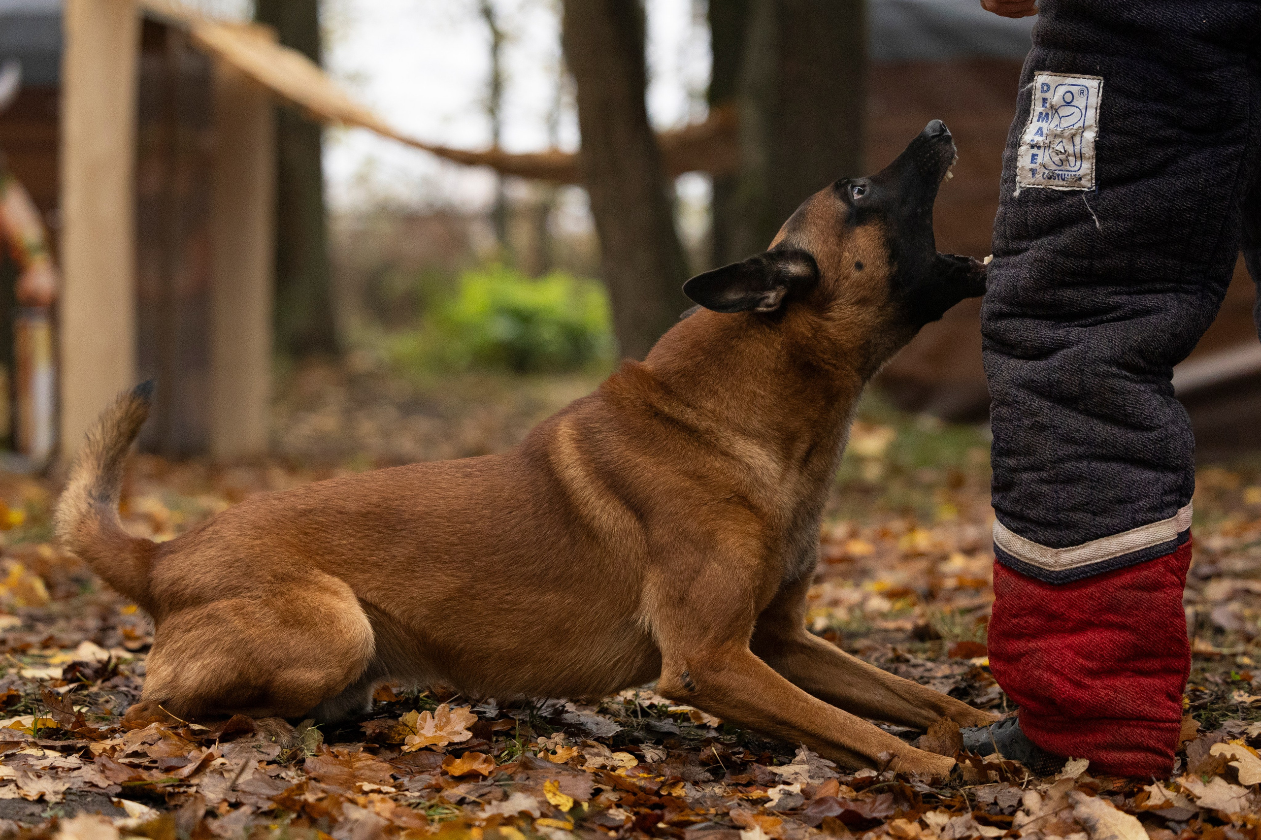 Соревнования по Мондьорингу г. Вологда. Фотограф-анималист Анна Маринич