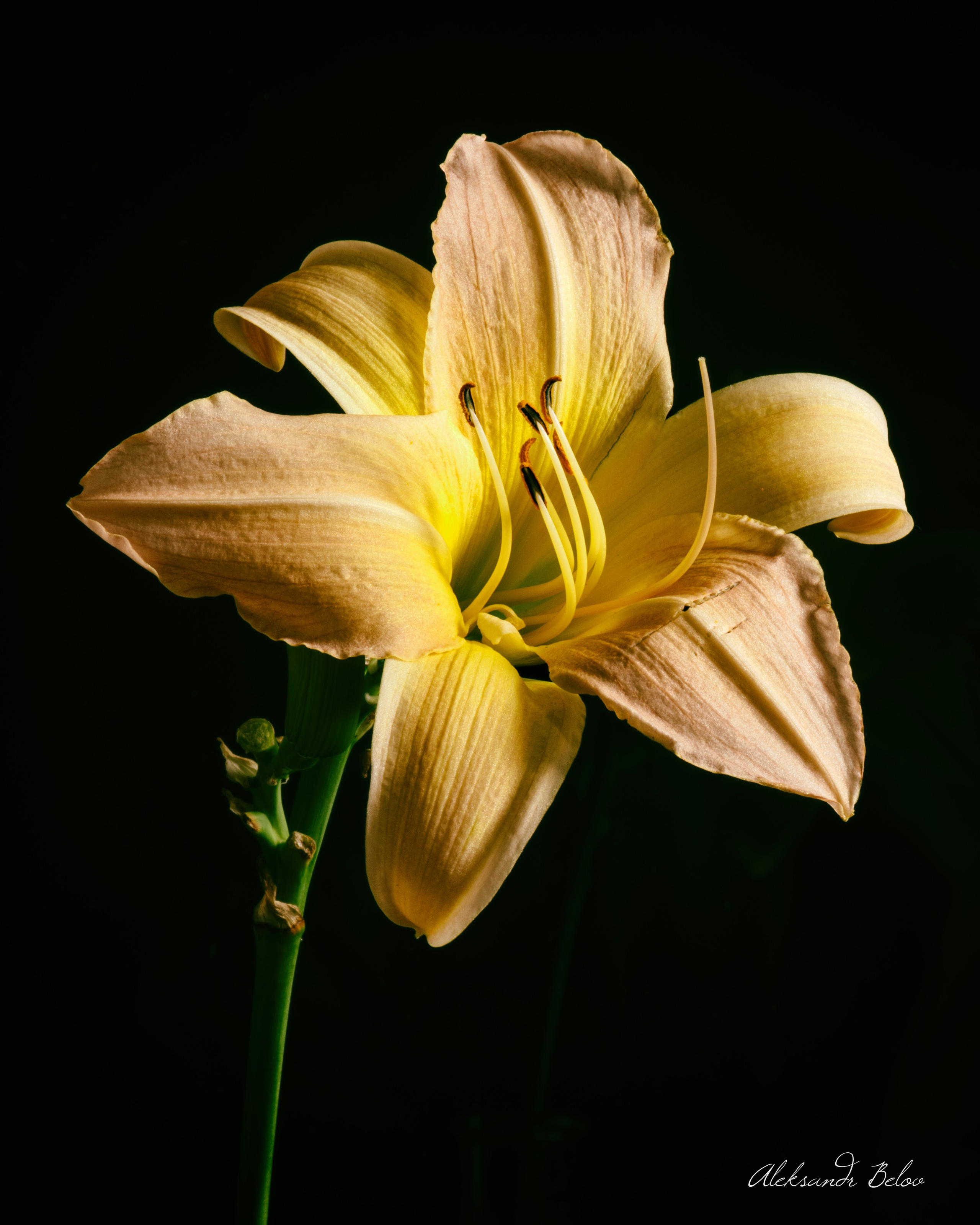 Предметная съемка. Пейзажный и семейный фотограф в Санкт-Петербурге Александр Белов