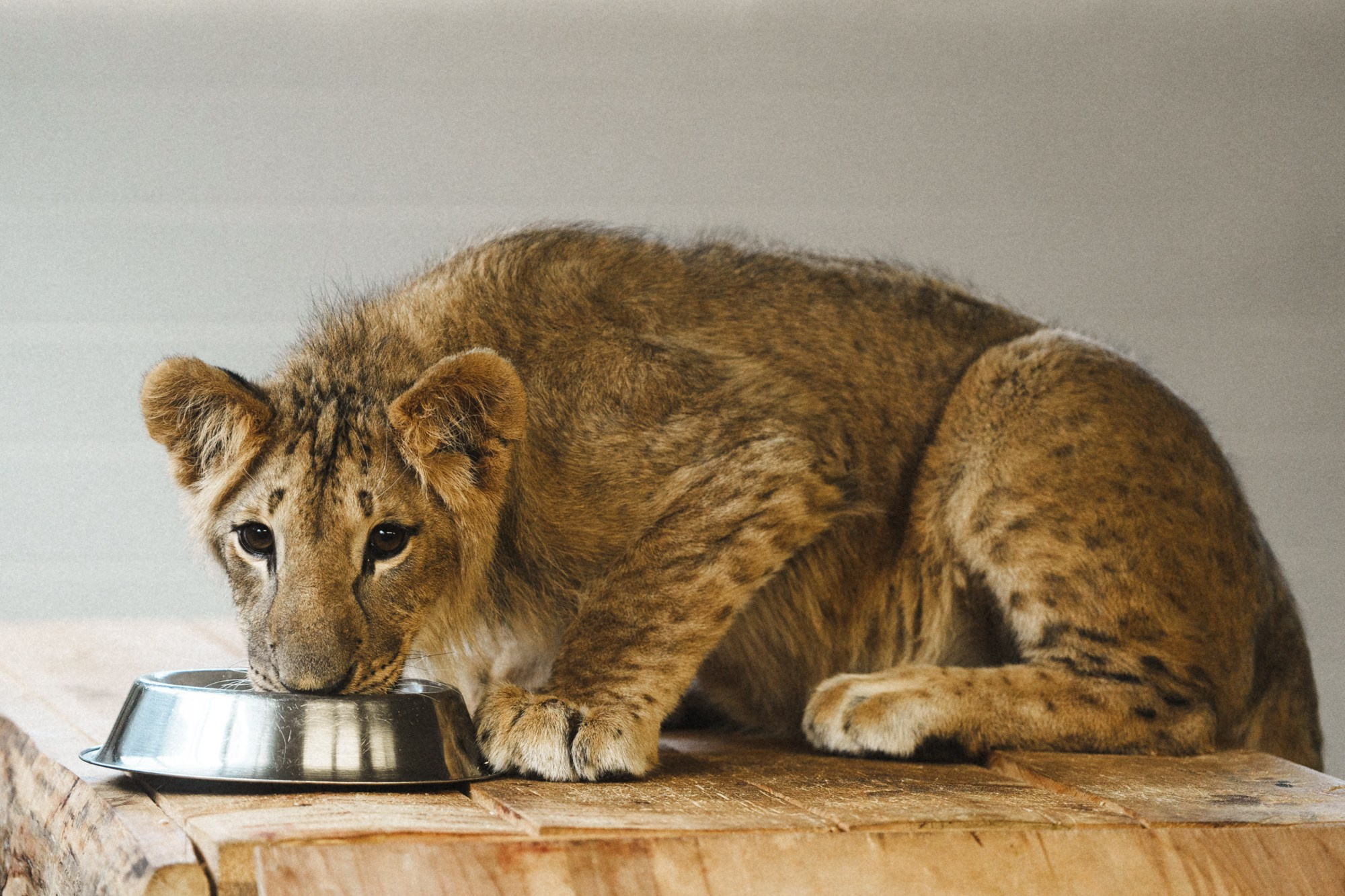 Карельский зоопарк. Zekons. Фото, видео, нейросети