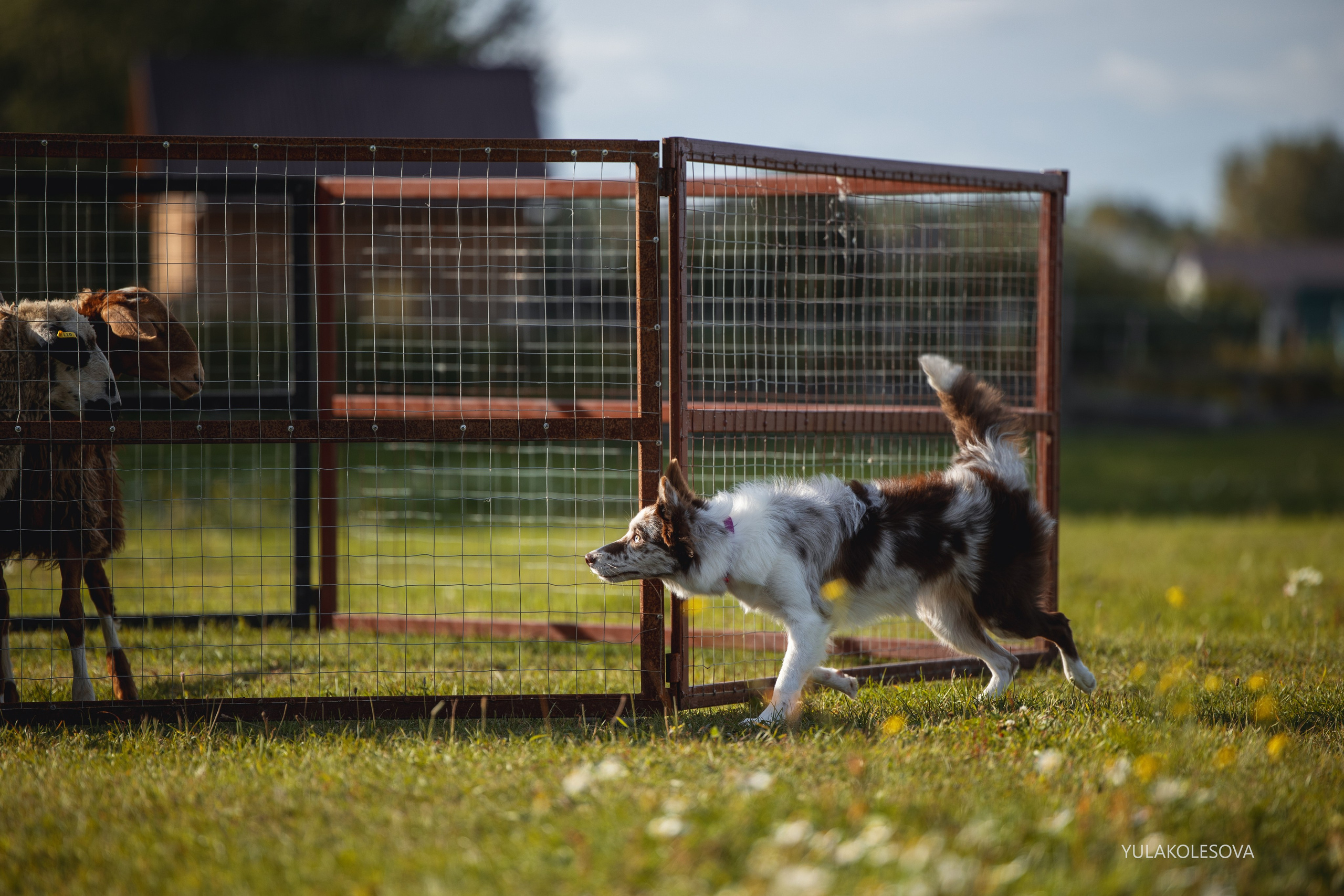 Пастуший интенсив, сентябрь 2024. YULA KOLESOVA | Фотограф — Анималист | Художник | Тюмень