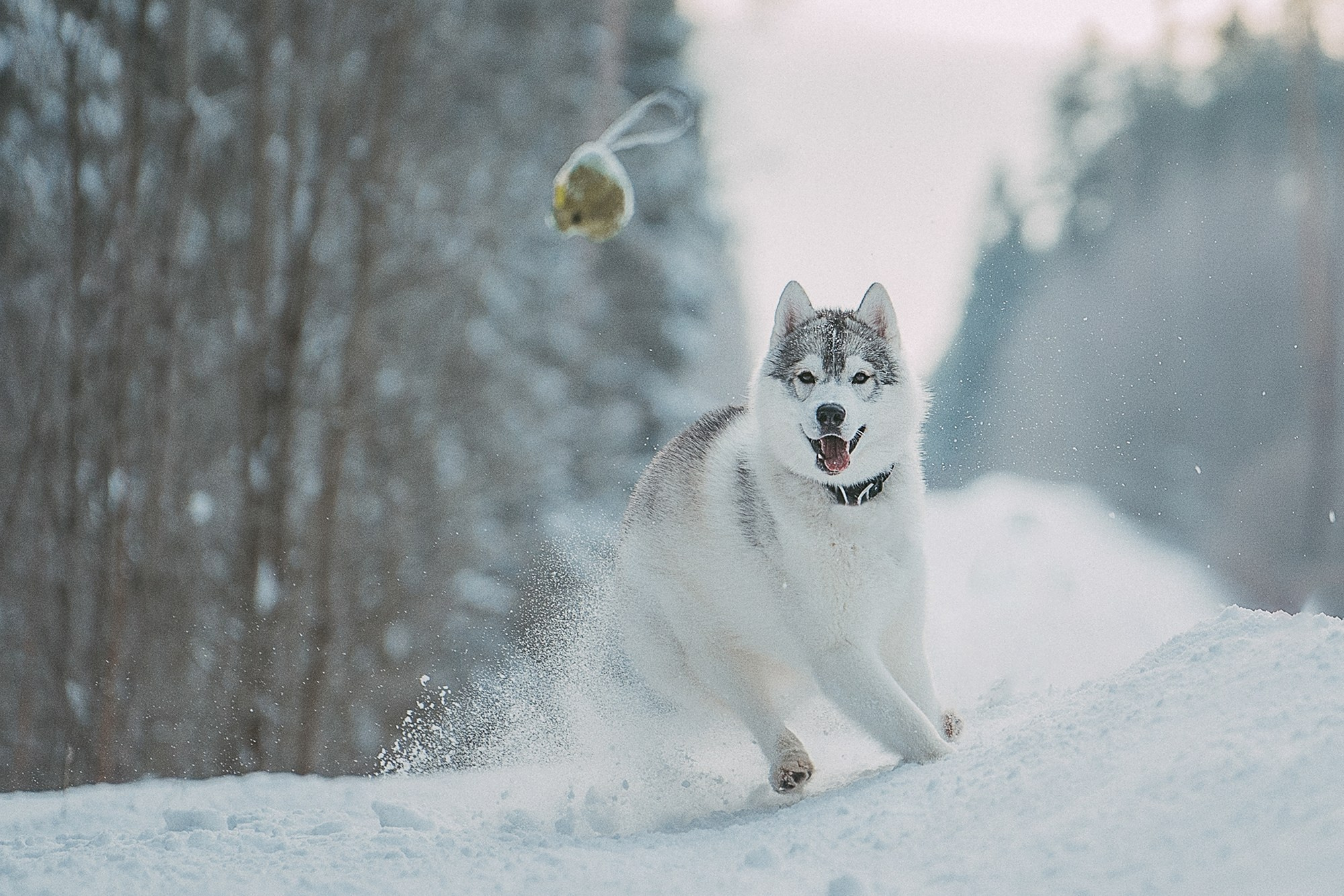 Полина, Уго и Пышка. Фотограф анималист в Москве и Санкт-Петербурге Свиридова Анна