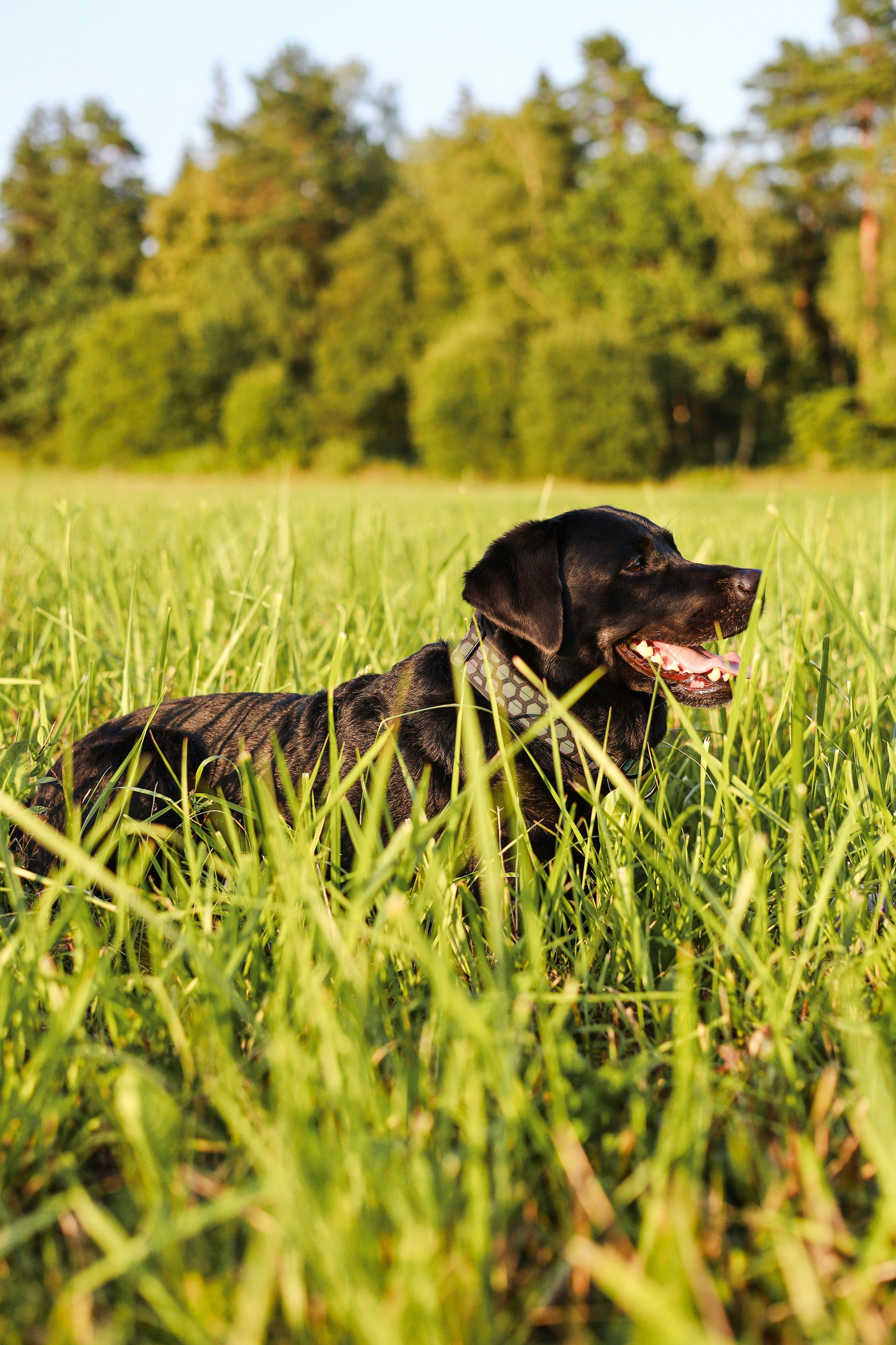 Бонни, Лея и Лера. Фотограф-анималист Ксения Шевцова|Москва