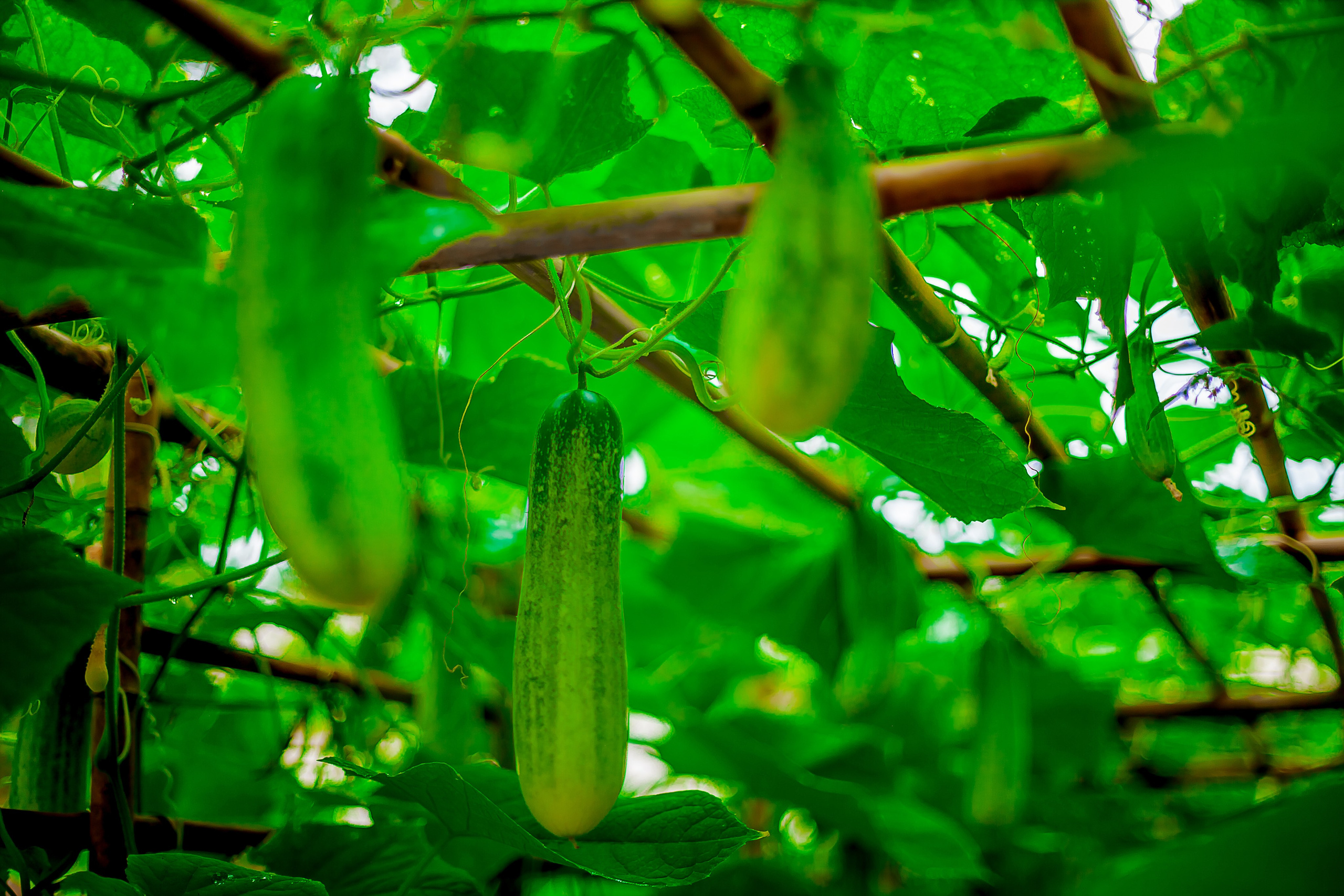 Репортажный фотограф Ялта. Репортажный фотограф Ялта