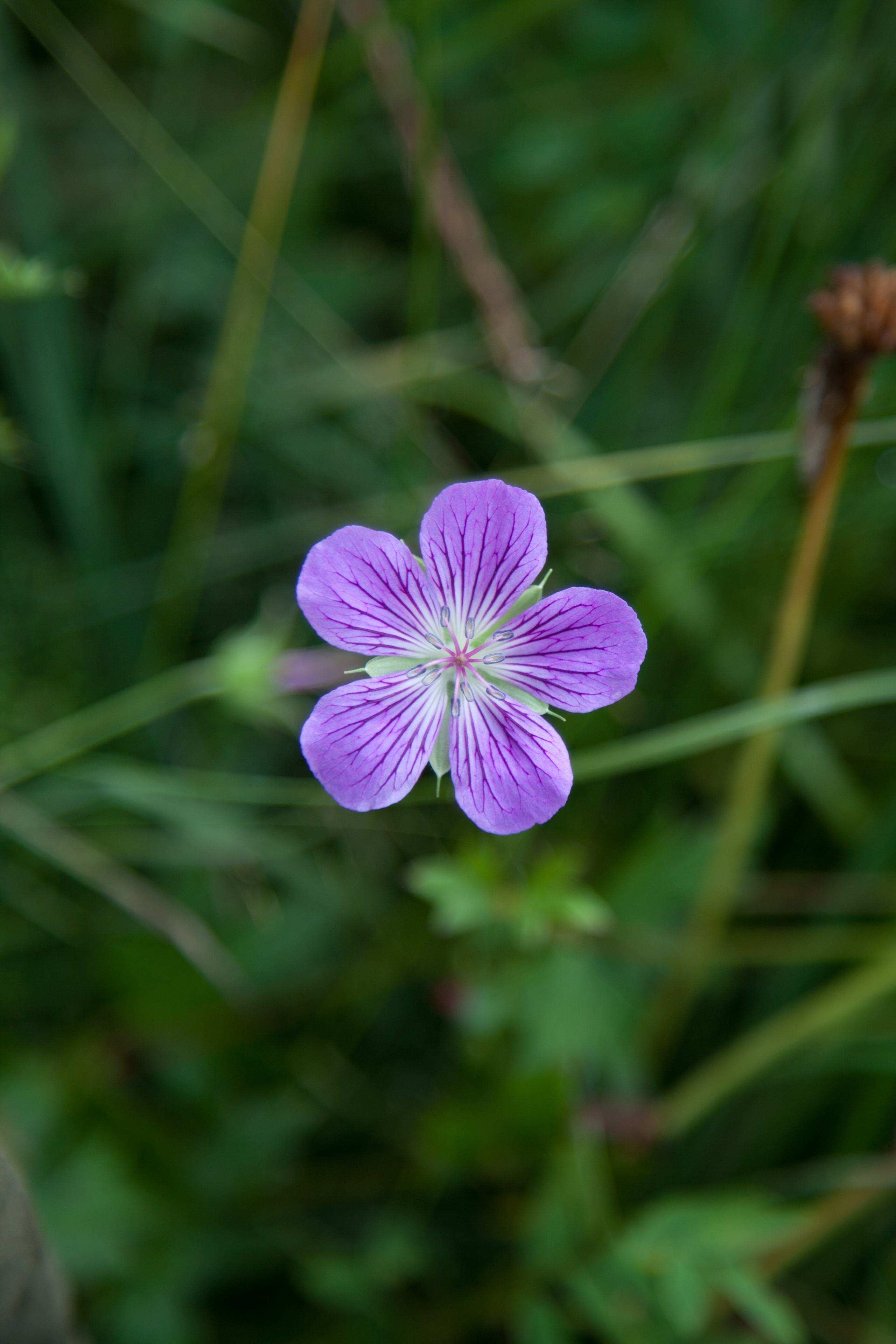 Фото Природы Забайкалья. Студия Максима Белослюдцева