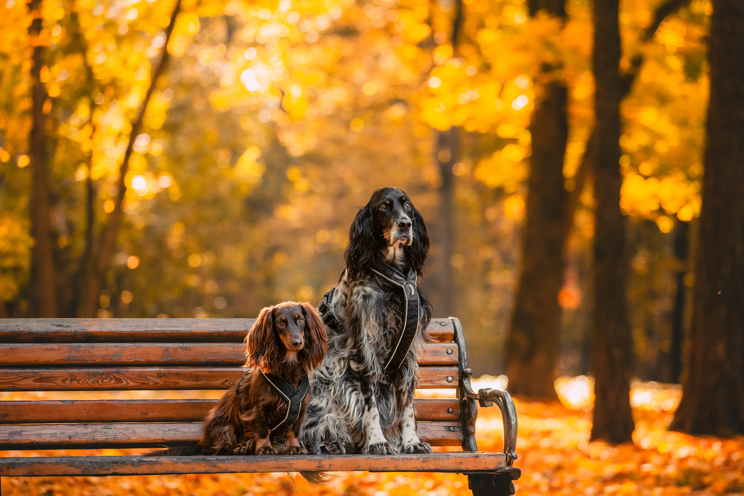 Света, Хайди, Богдана. Фотограф-анималист Татьяна Степанова