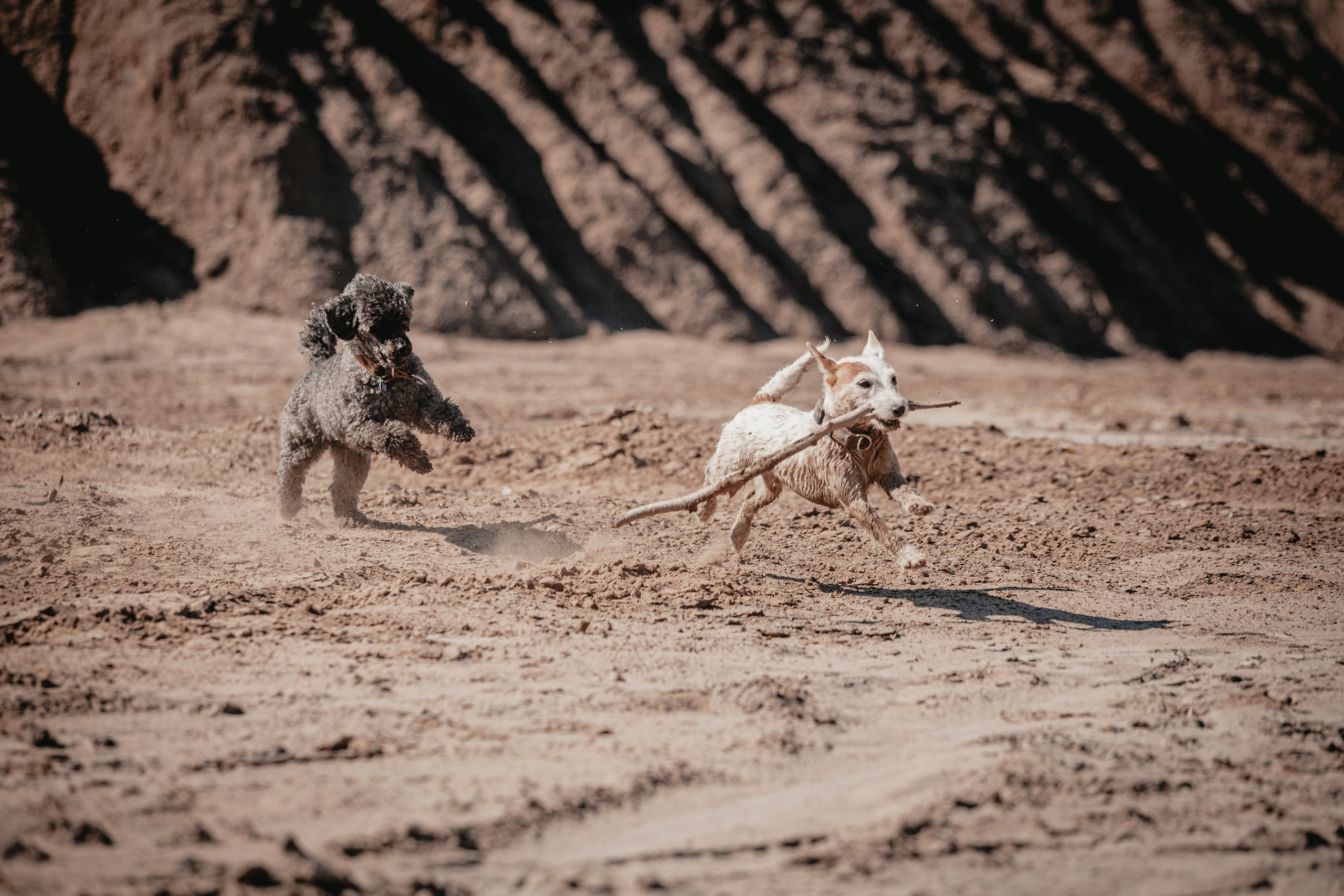 Кондуки. Фотограф-анималист Татьяна Степанова