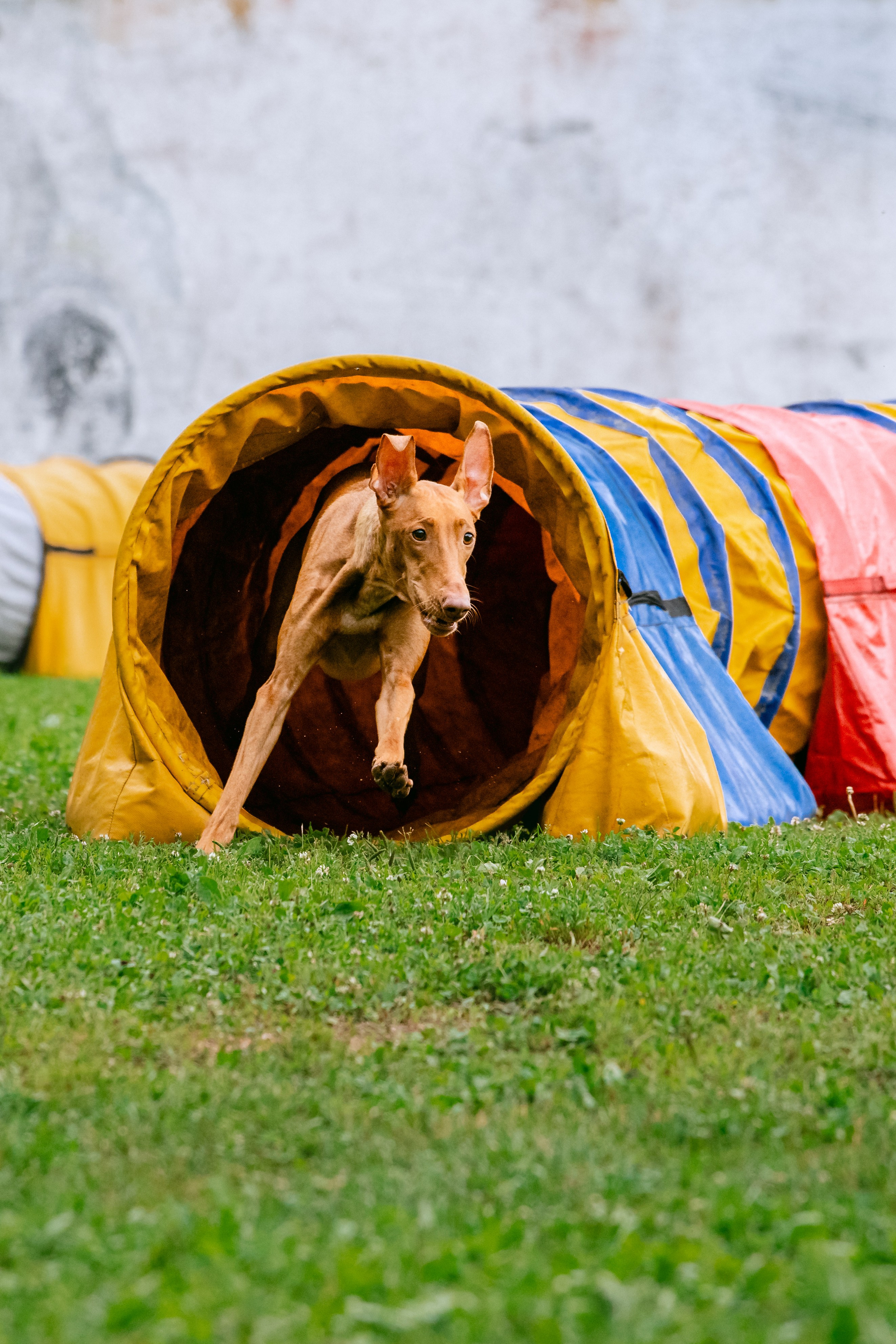 Соревнования по аджилити Долгопрудный 30.06.2025. Фотограф-анималист Татьяна Степанова