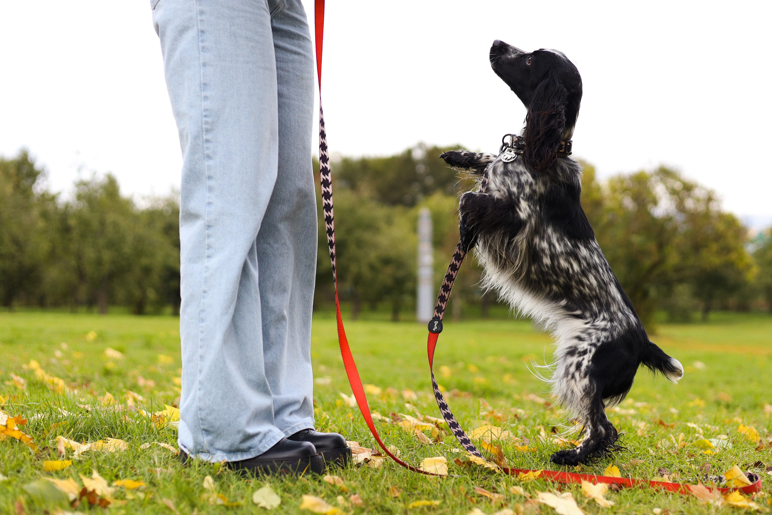 Милка, Вероника и Тимофей. Фотограф-анималист Ксения Шевцова|Москва