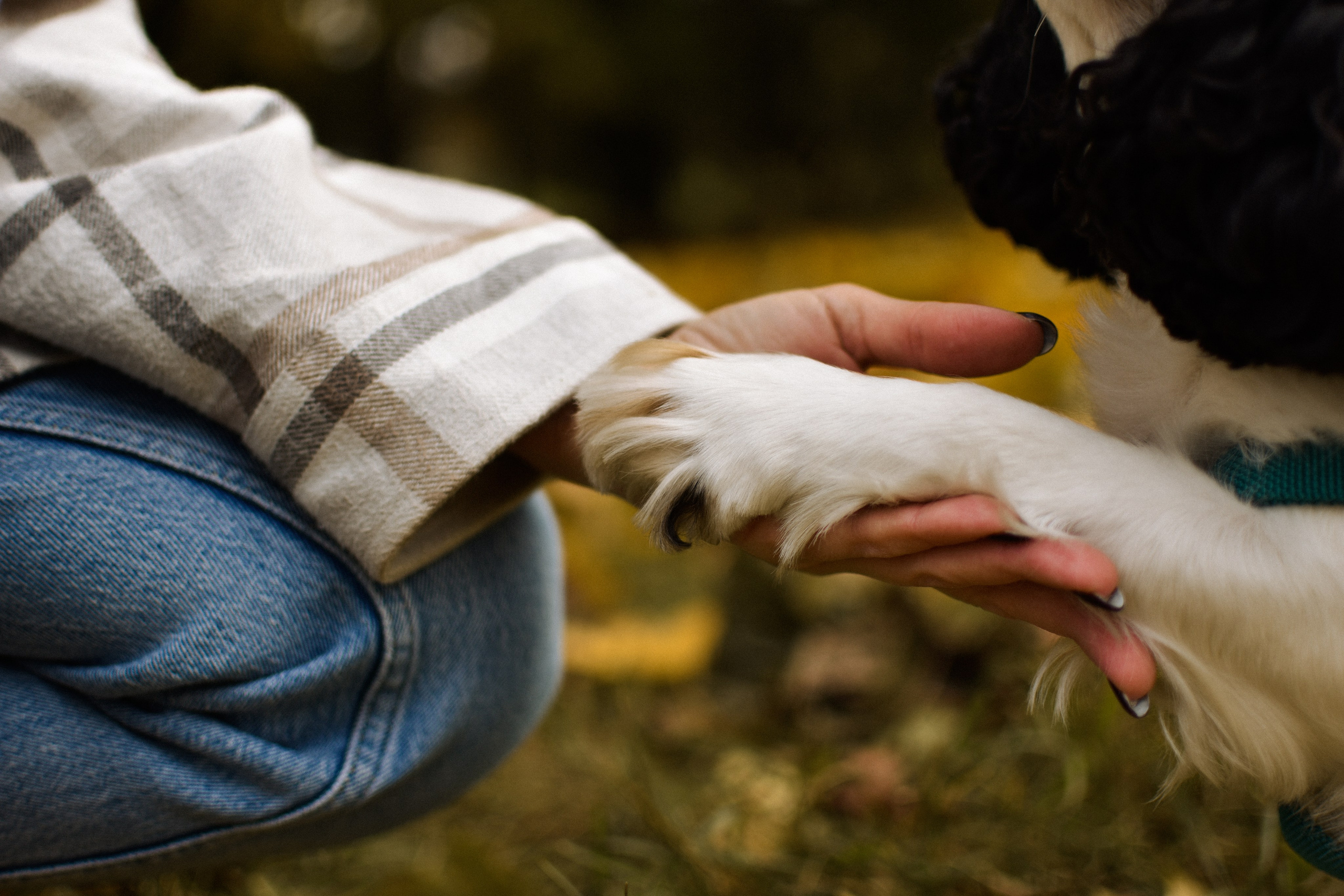 Молли, Кристина и Полина. Фотограф-анималист Ксения Шевцова|Москва