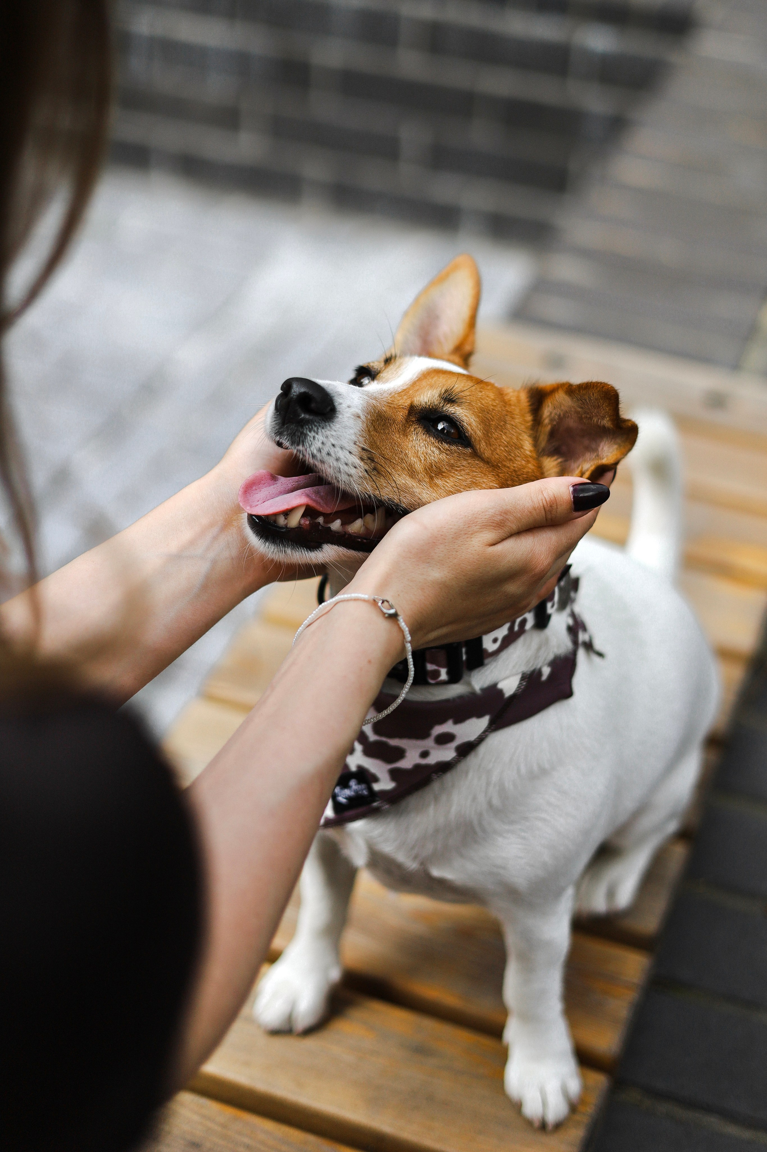 Холли и Катя. Фотограф-анималист Ксения Шевцова|Москва
