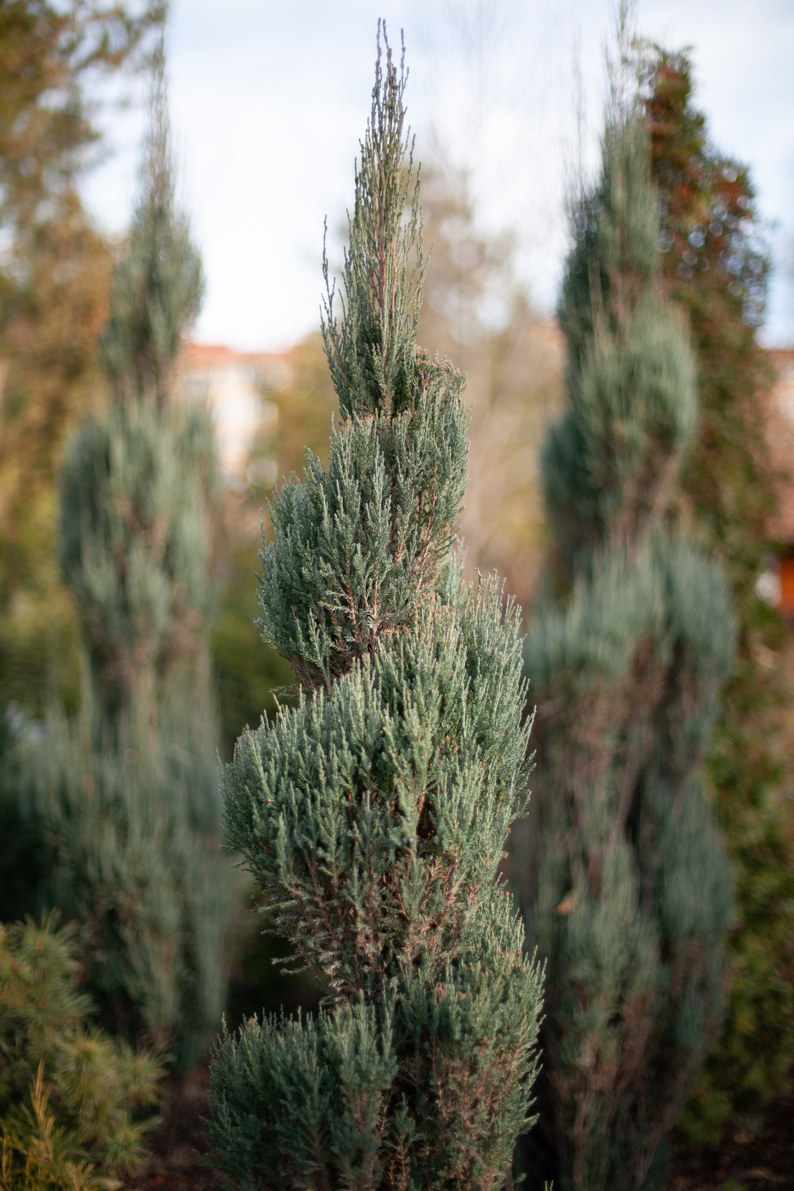 Сады Мечты. Контент для сайта. Фотограф Дарья Локотко в Красноярске