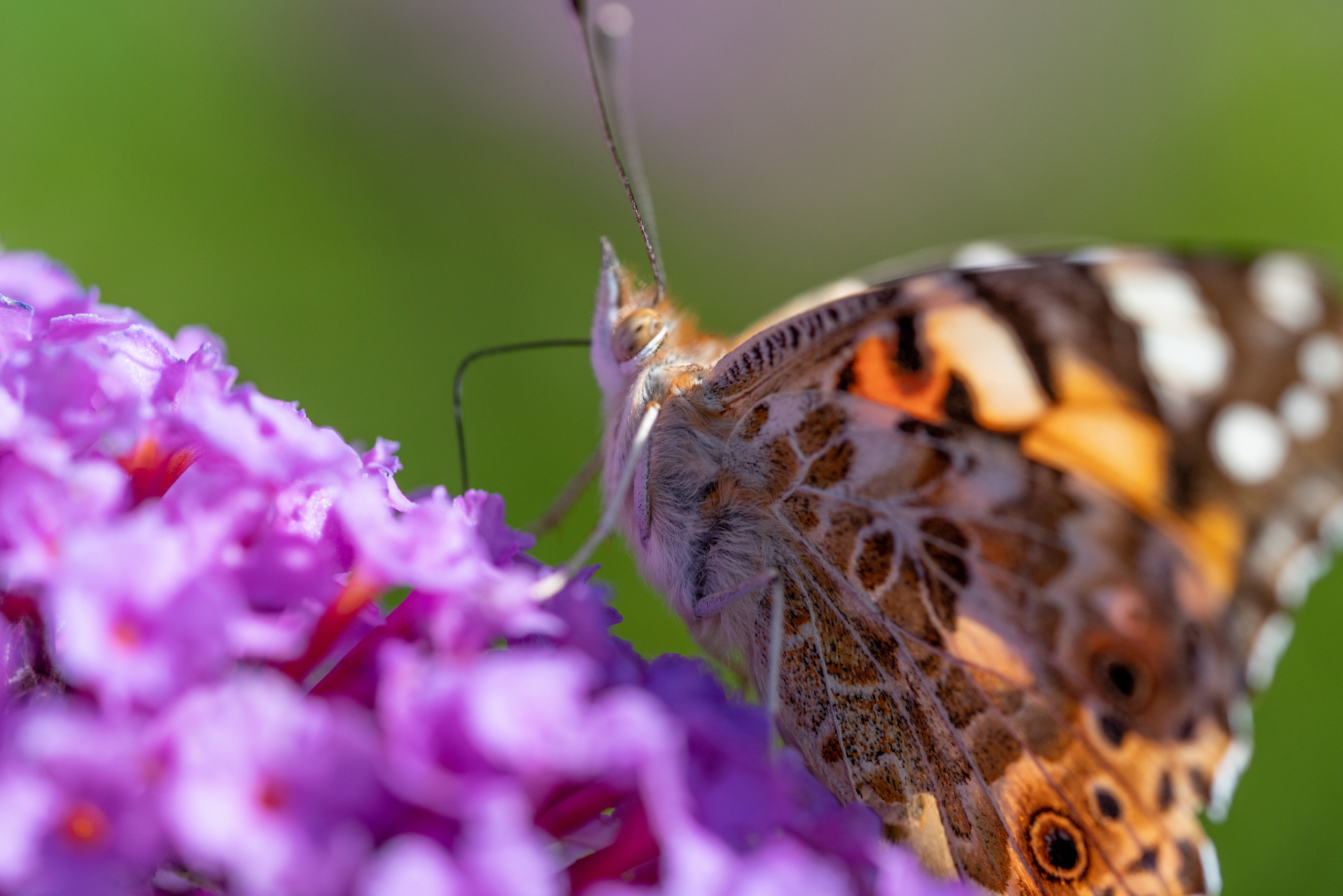 МАКРО. ПОБУДЬ ЗДЕСЬ И ЦЕЛЕЕ БУДЕТ ЭТОТ МИР