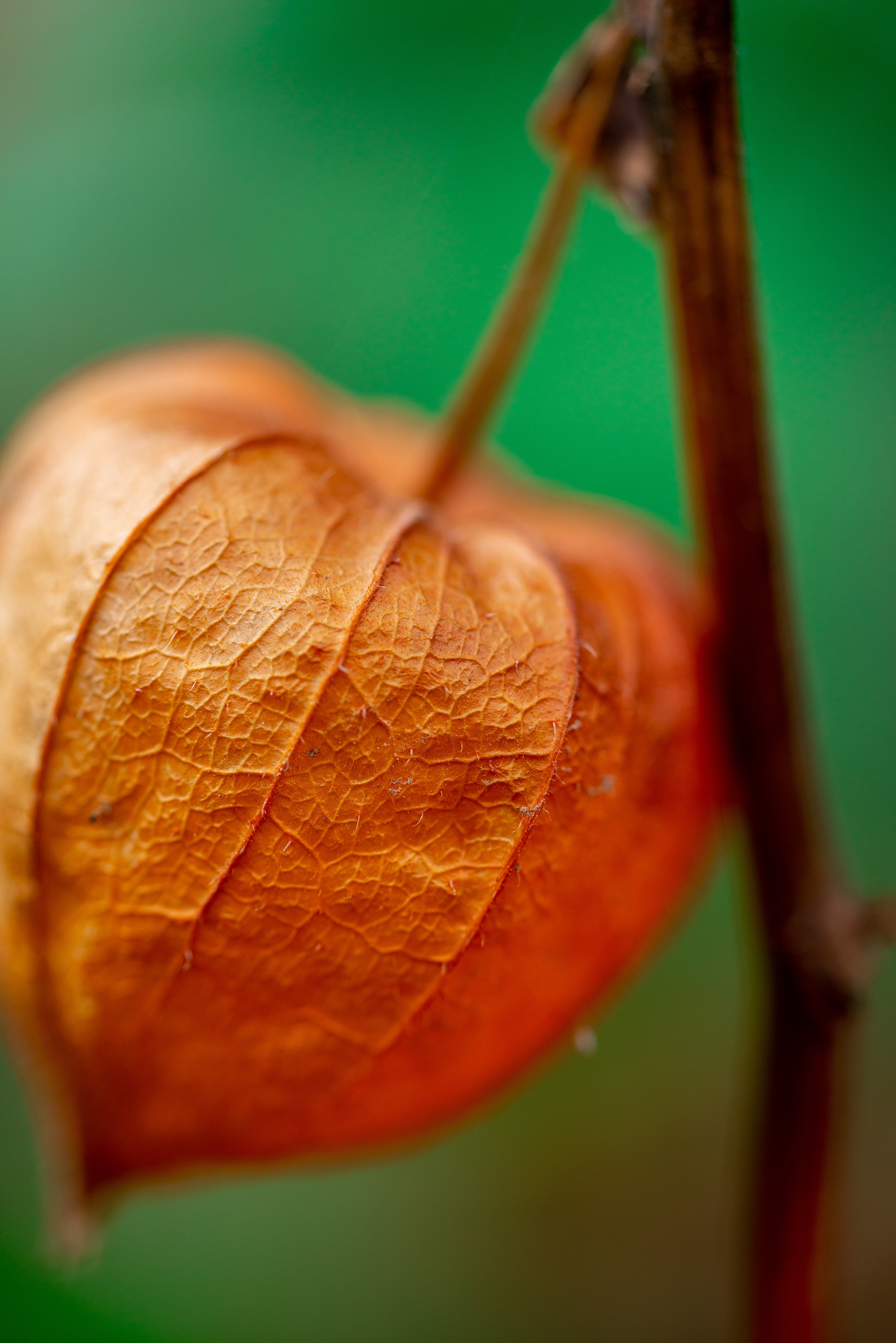 МАКРО. ПОБУДЬ ЗДЕСЬ И ЦЕЛЕЕ БУДЕТ ЭТОТ МИР