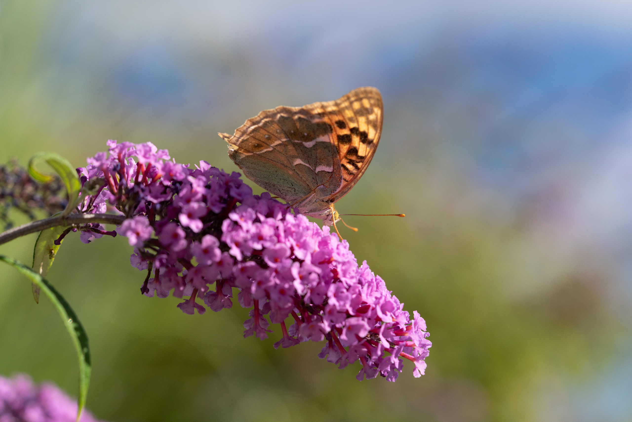 МАКРО. ПОБУДЬ ЗДЕСЬ И ЦЕЛЕЕ БУДЕТ ЭТОТ МИР