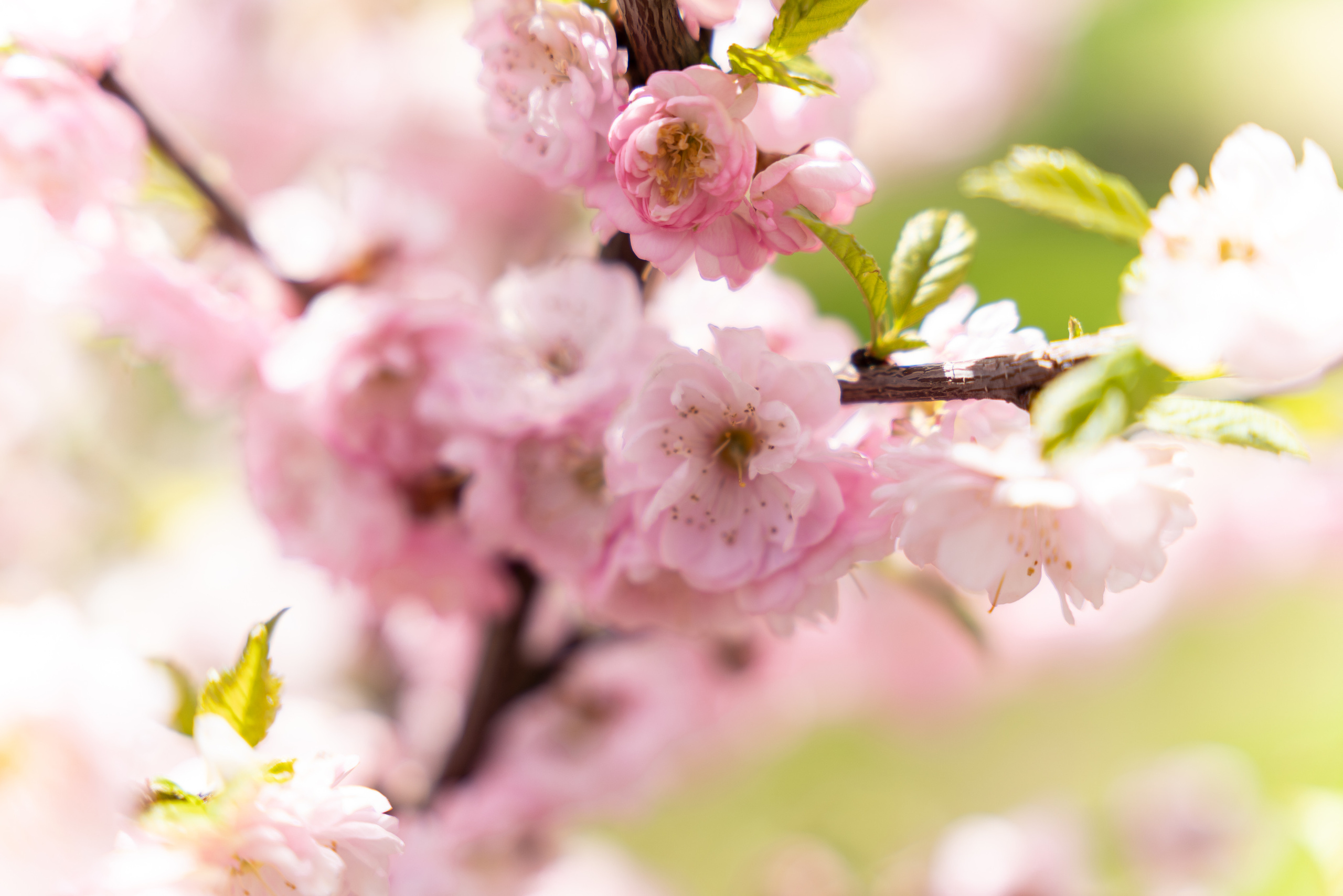 Дача. ПОБУДЬ ЗДЕСЬ И ЦЕЛЕЕ БУДЕТ ЭТОТ МИР