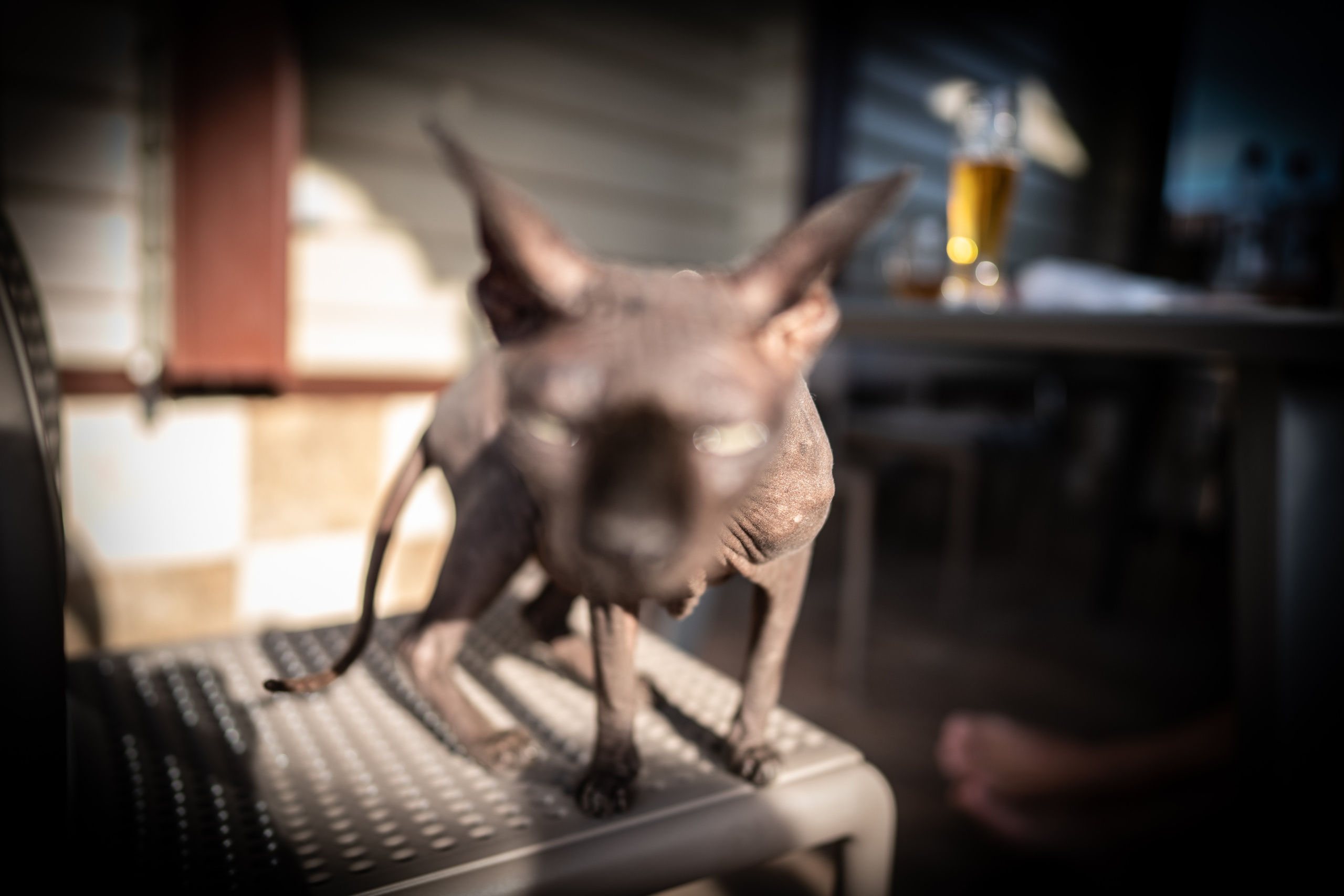 Животные. ПОБУДЬ ЗДЕСЬ И ЦЕЛЕЕ БУДЕТ ЭТОТ МИР