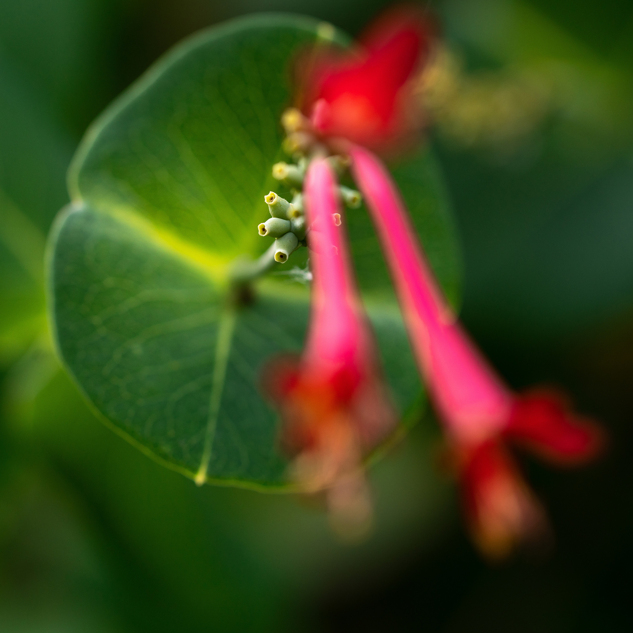 МАКРО. ПОБУДЬ ЗДЕСЬ И ЦЕЛЕЕ БУДЕТ ЭТОТ МИР