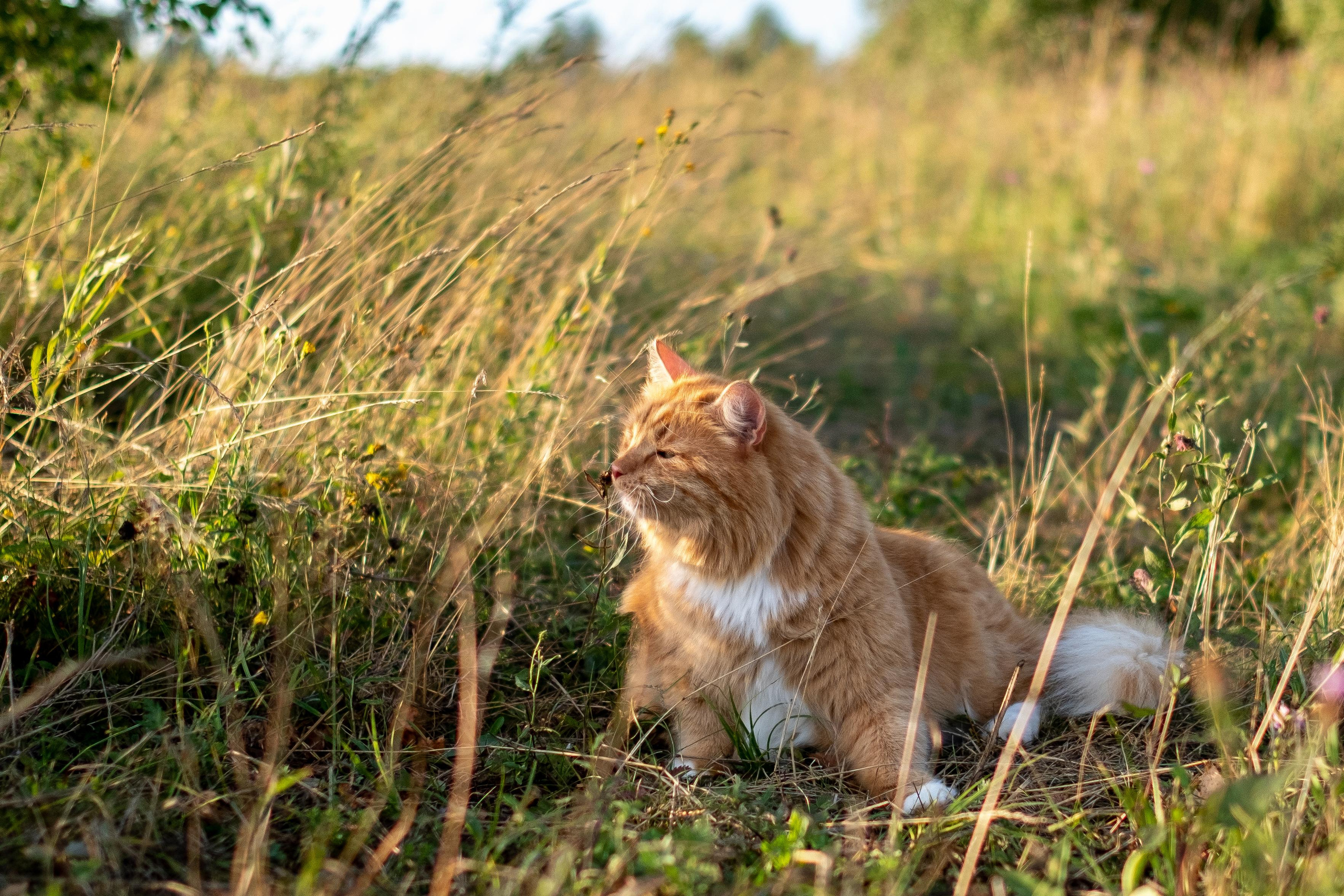 Животные. ПОБУДЬ ЗДЕСЬ И ЦЕЛЕЕ БУДЕТ ЭТОТ МИР