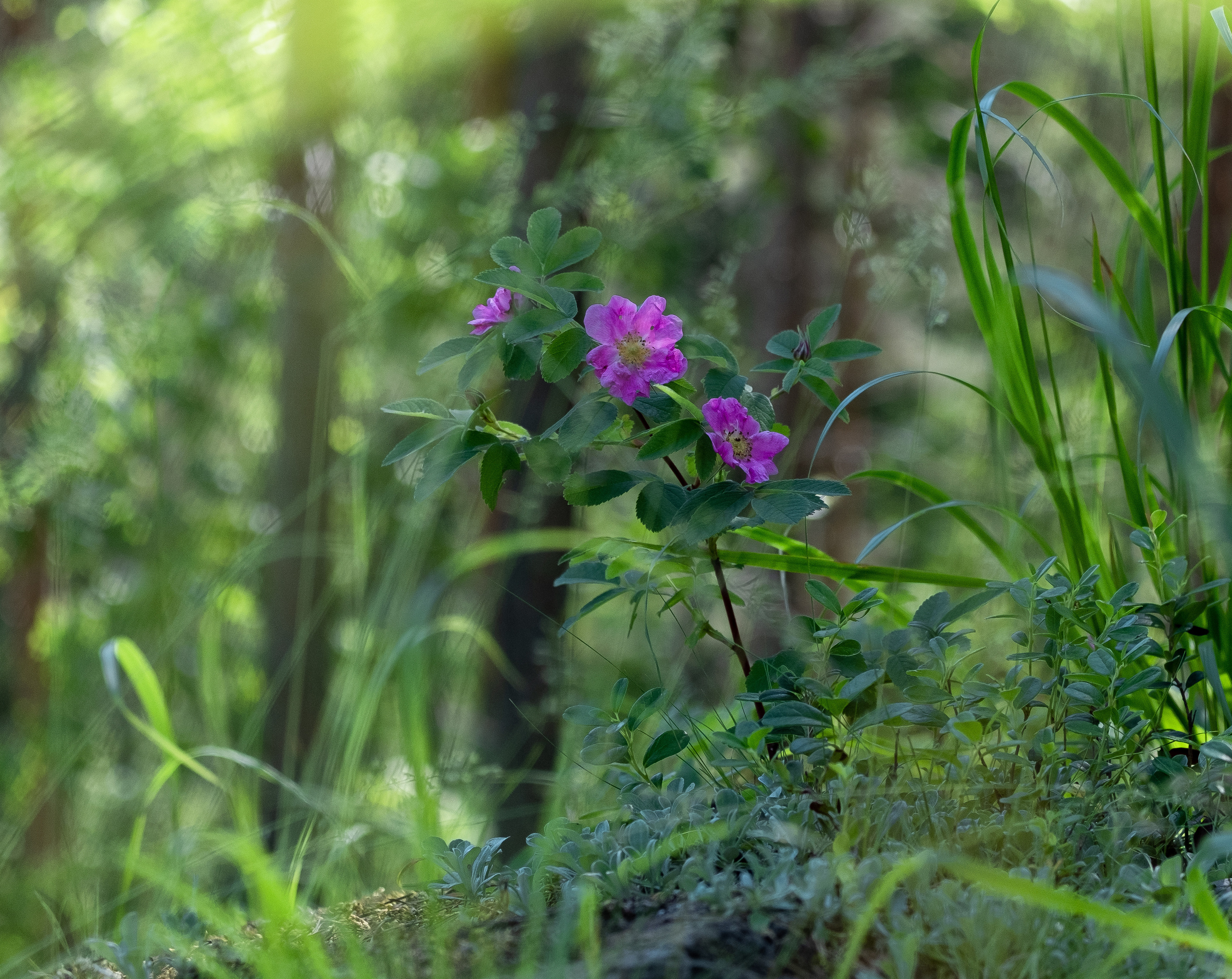 Карелия. ПОБУДЬ ЗДЕСЬ И ЦЕЛЕЕ БУДЕТ ЭТОТ МИР