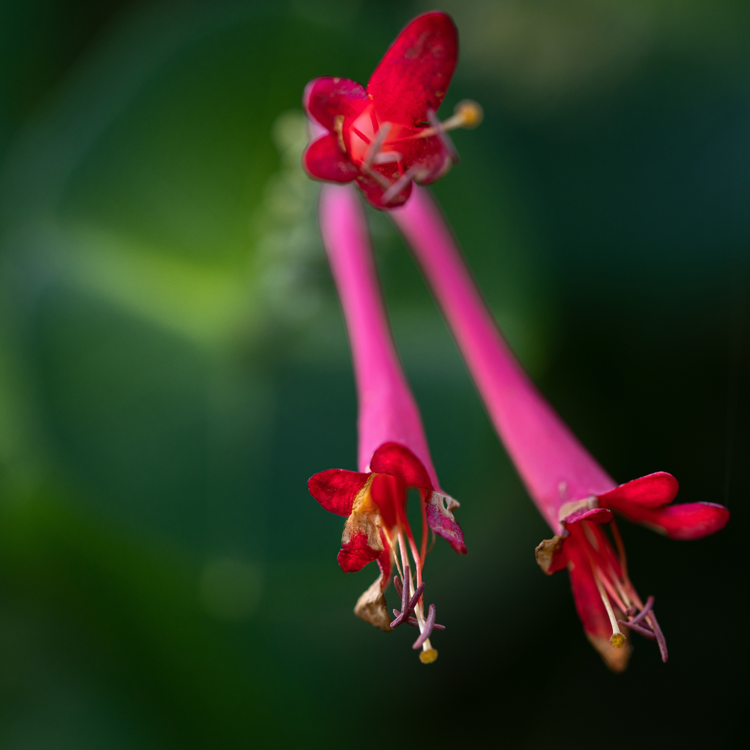 МАКРО. ПОБУДЬ ЗДЕСЬ И ЦЕЛЕЕ БУДЕТ ЭТОТ МИР