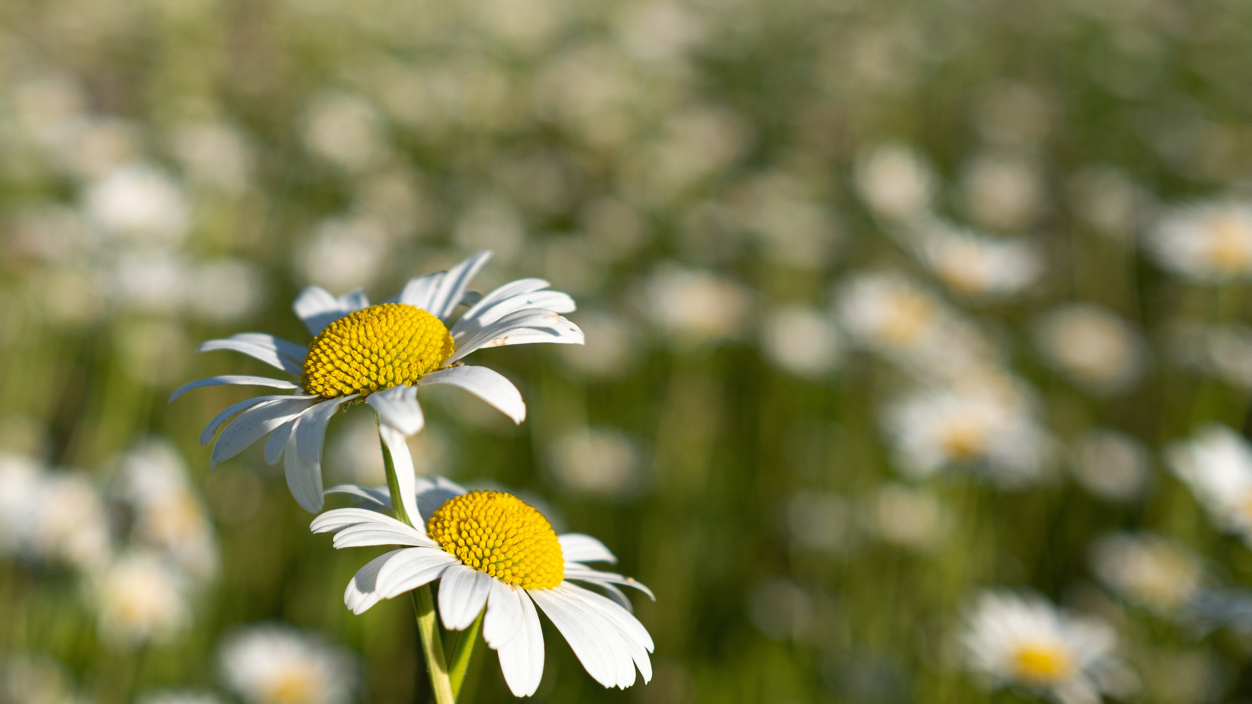 Дача. ПОБУДЬ ЗДЕСЬ И ЦЕЛЕЕ БУДЕТ ЭТОТ МИР