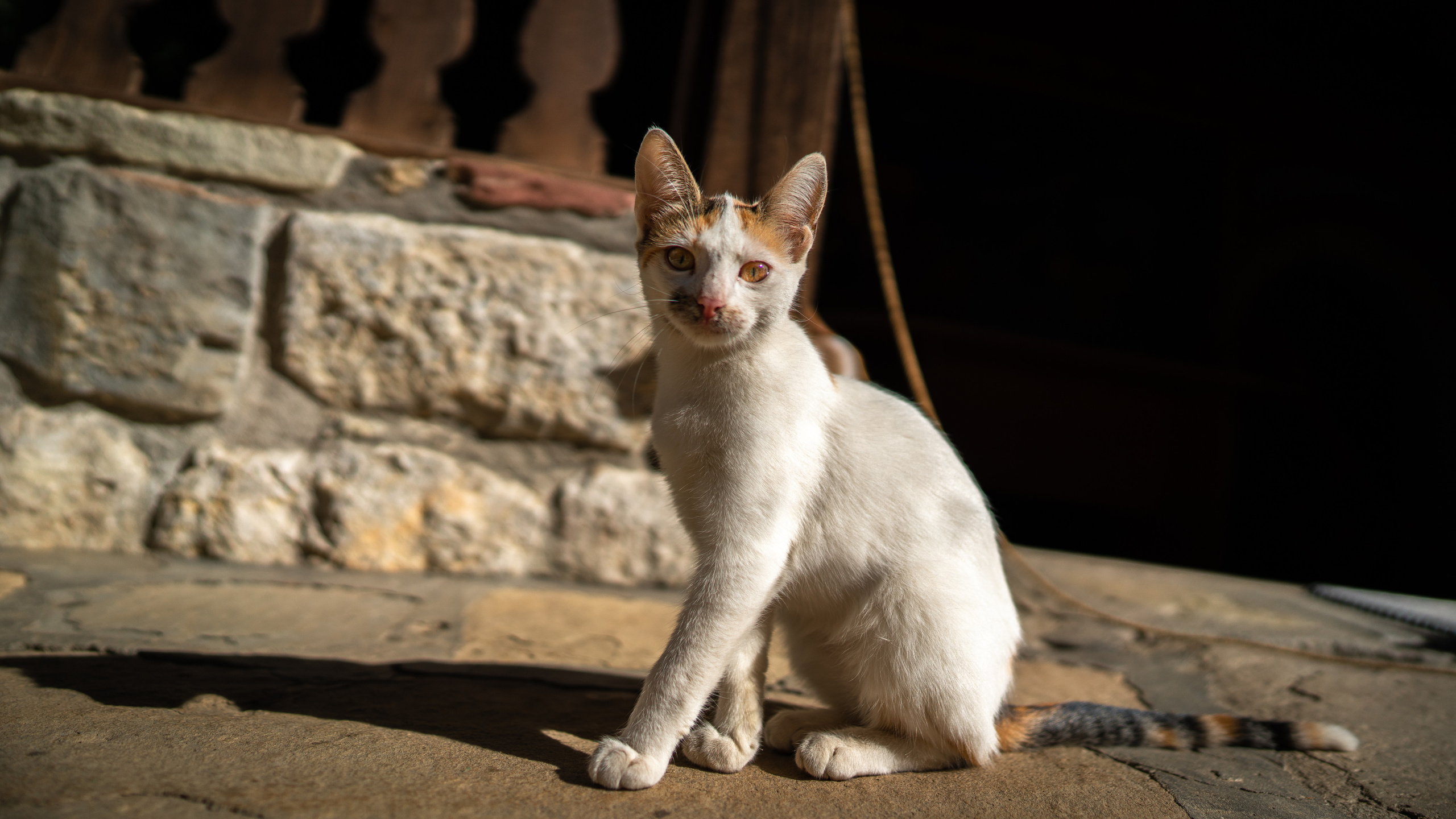 Животные. ПОБУДЬ ЗДЕСЬ И ЦЕЛЕЕ БУДЕТ ЭТОТ МИР