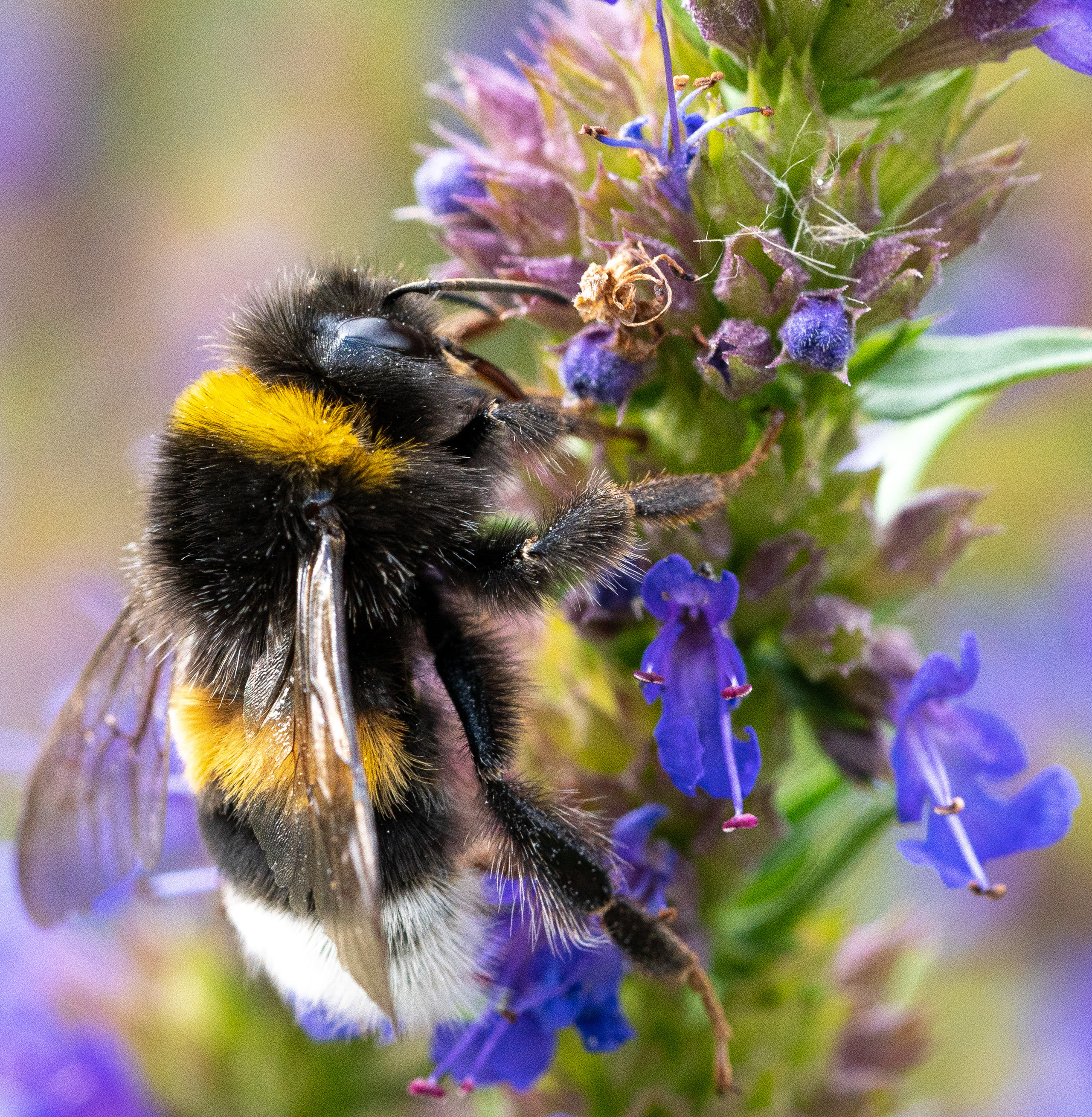 МАКРО. ПОБУДЬ ЗДЕСЬ И ЦЕЛЕЕ БУДЕТ ЭТОТ МИР