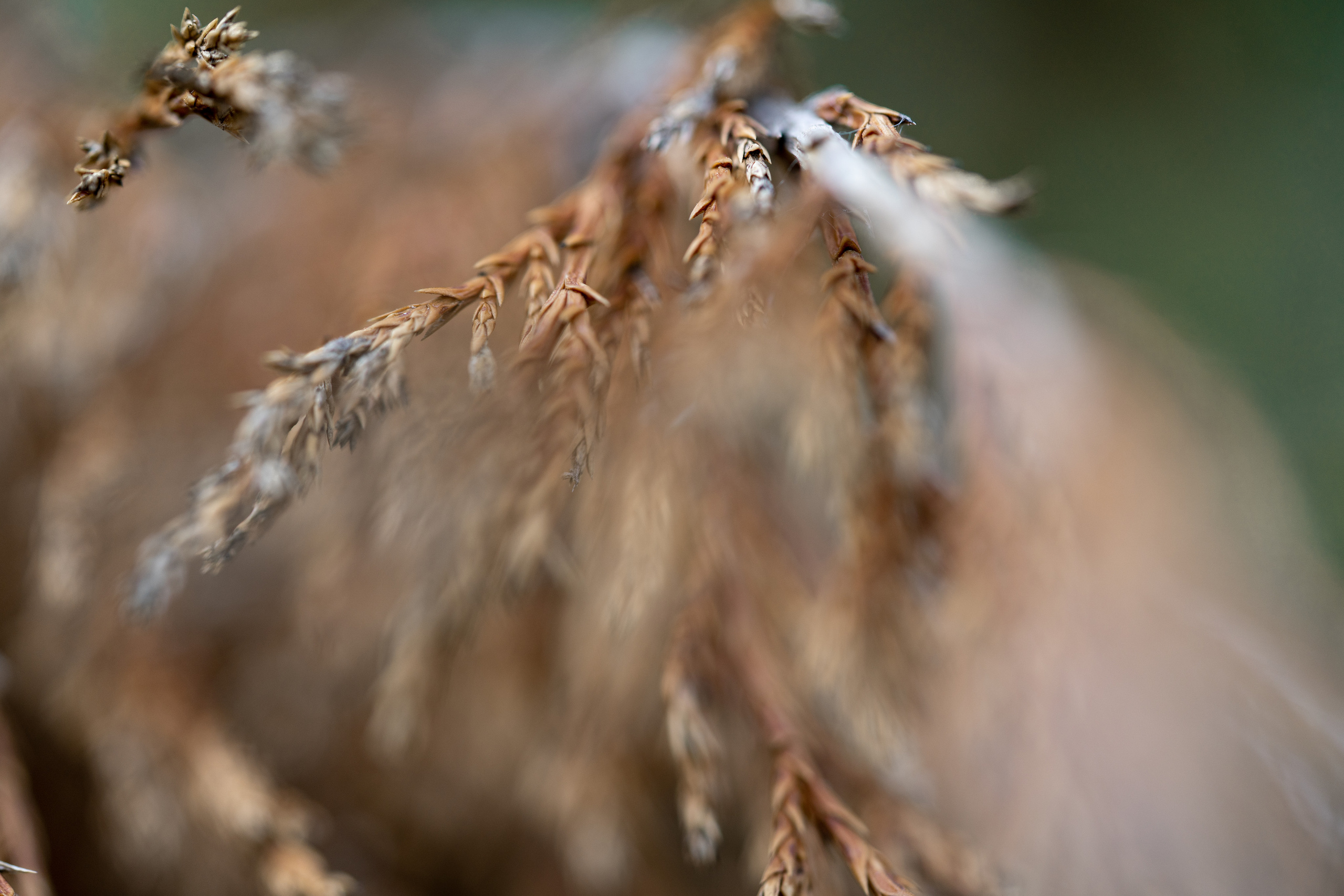 МАКРО. ПОБУДЬ ЗДЕСЬ И ЦЕЛЕЕ БУДЕТ ЭТОТ МИР