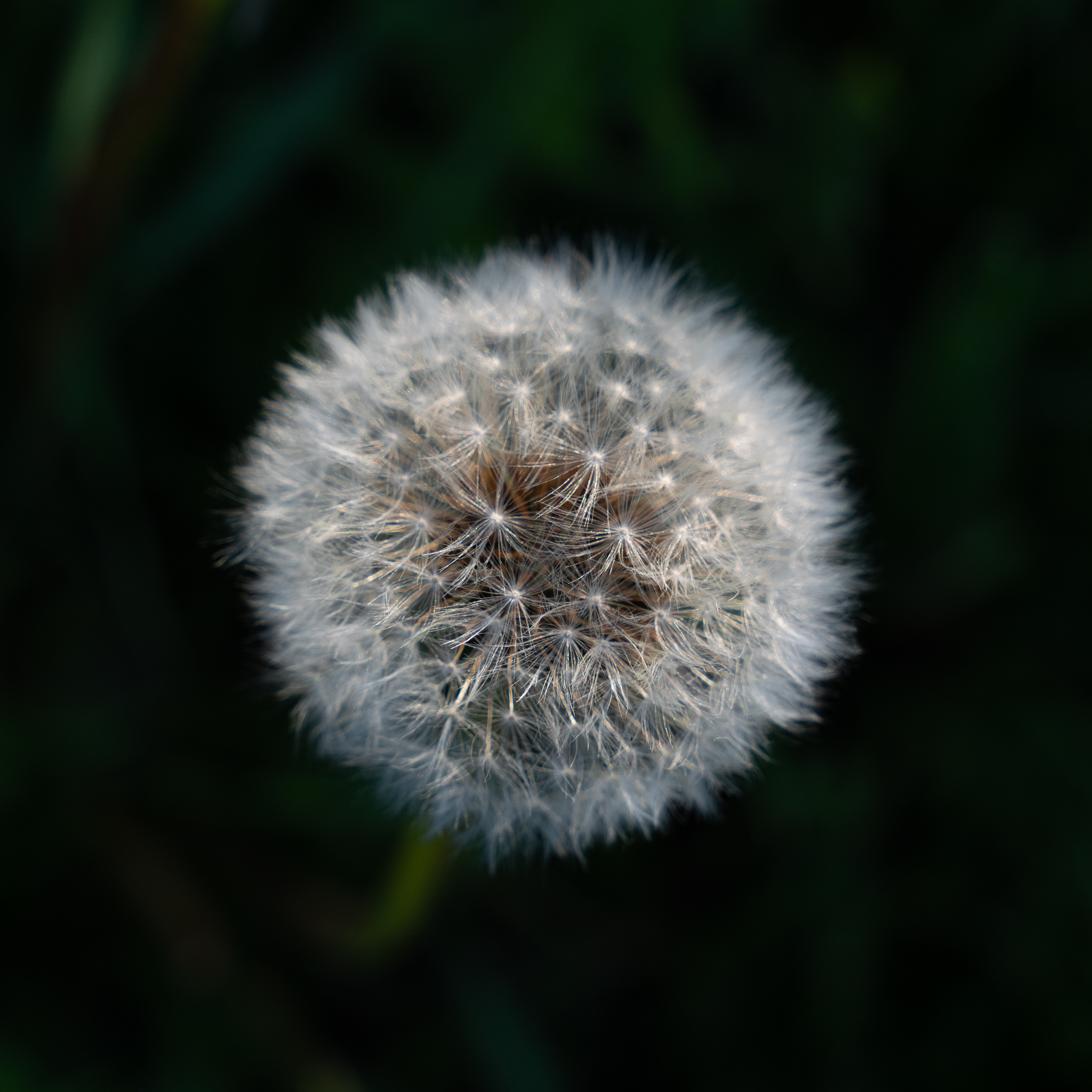 МАКРО. ПОБУДЬ ЗДЕСЬ И ЦЕЛЕЕ БУДЕТ ЭТОТ МИР